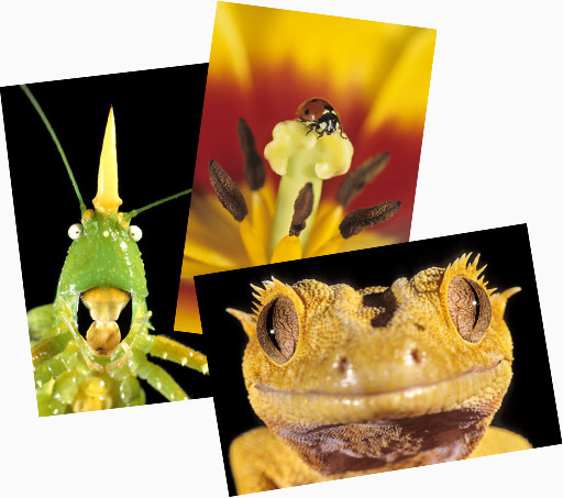 Gift photographs by Gilles Martin Gift photographs by Gilles Martin