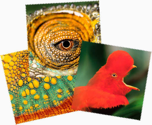Gift microfiber photographs by Gilles Martin