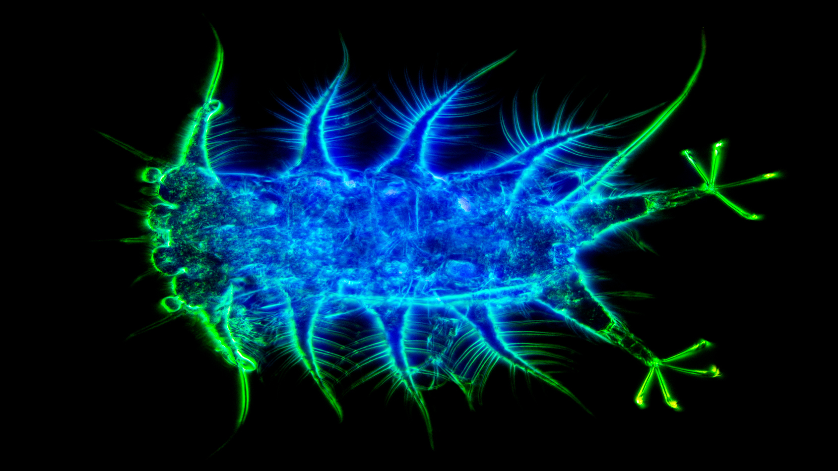 Méiofaune des abysses au microscope optique