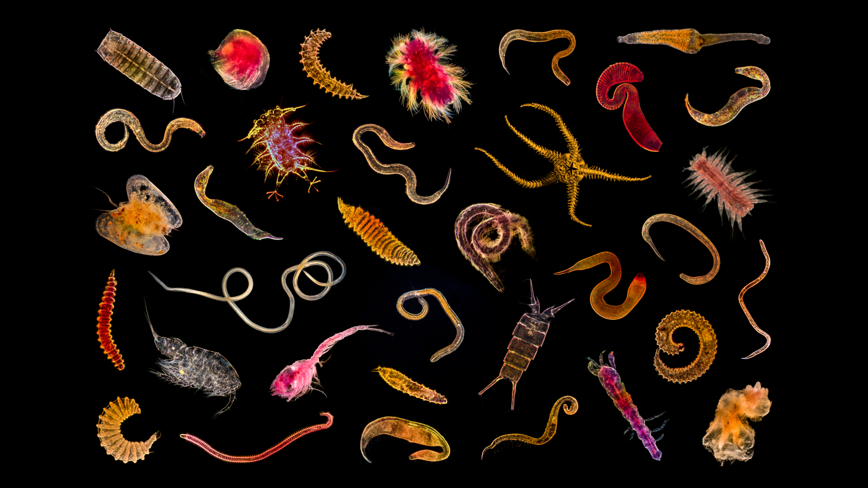 Vue d&#039;ensemble de la petite faune abyssale (nématodes, polychètes, ostracodes, copépodes, kinorhynches). Microscope optique. © Gilles Martin / Ifremer