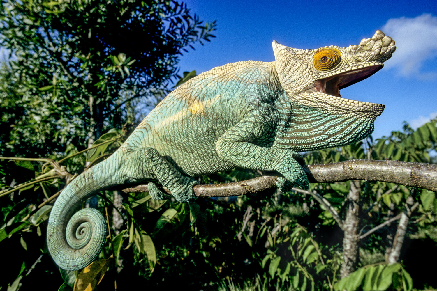 Photographie de Gilles Martin : caméléon de Parson de Madagascar