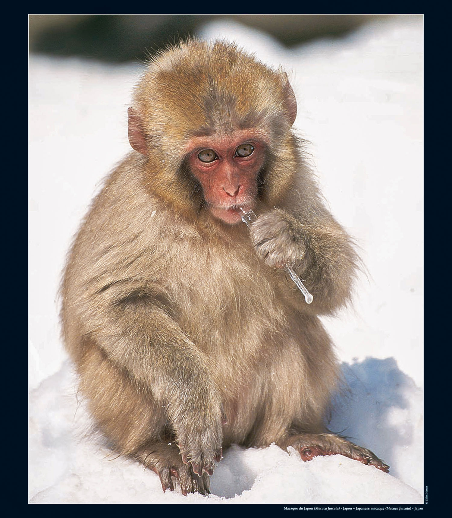 Photographie de Gilles Martin : macaque du Japon