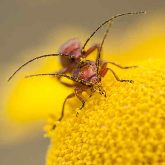 Photographie de Gilles Martin illustrant le stage de macro-photographie