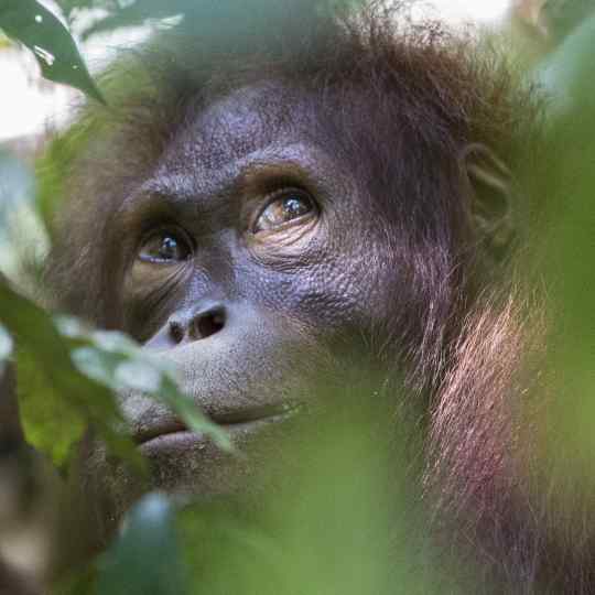 Presentation of Tropical forests exhibition