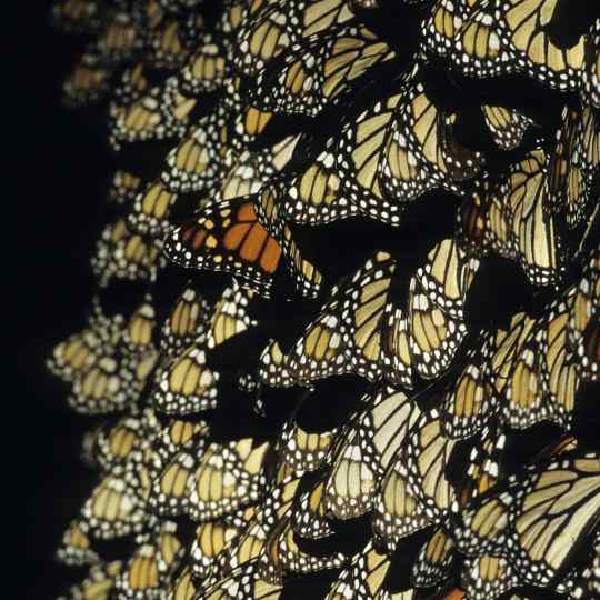 Gilles Martin's photograph from the exhibition Butterflies of the world