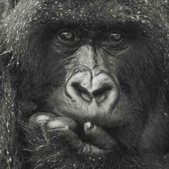 Gilles Martin's photograph : gorilla in Rwanda from the limited edition "Silverback"