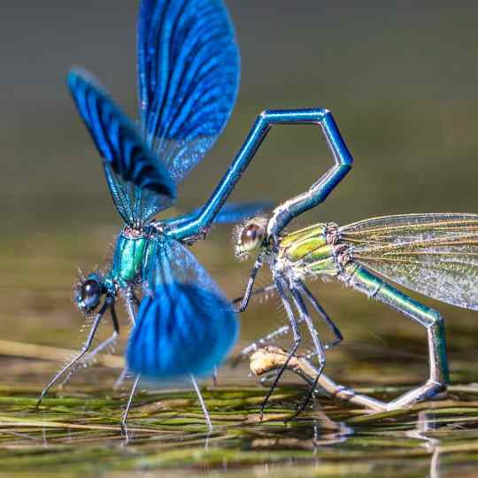 Gilles Martin's photograph : banded demoiselle (calopteryx splendens), France