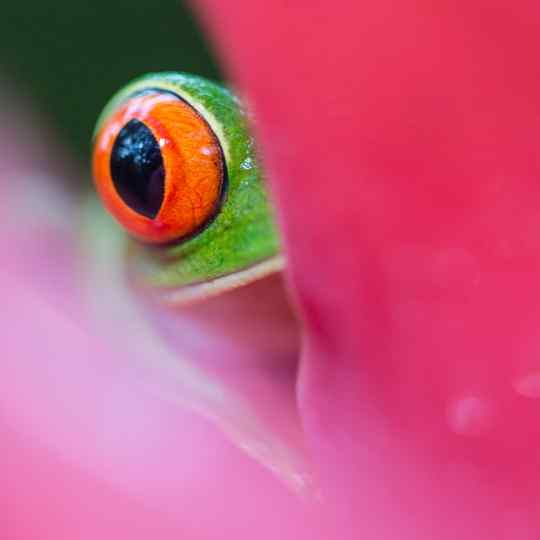 Photographie de Gilles Martin : rainette aux yeux rouges (agalychnis callidryas) du Costa Rica