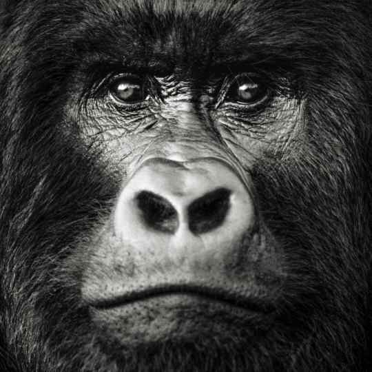 Gilles Martin's photograph : gorilla in Rwanda