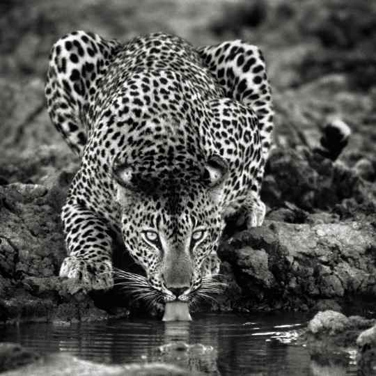 Photographie de Gilles Martin : léopard du Botswana, Struggle for life