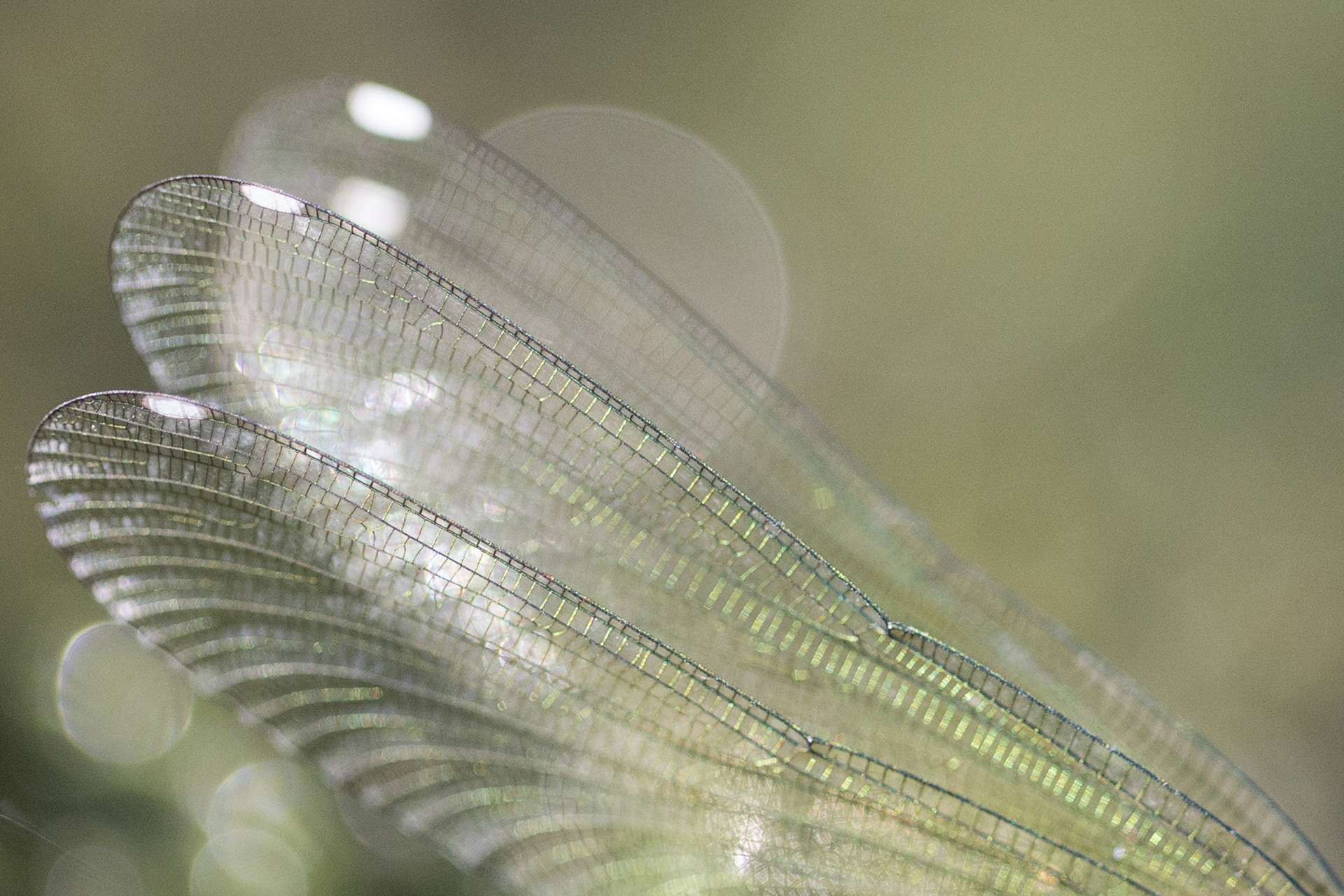 Gilles Martins photograph of a banded demoiselle (calopteryx splendens), France