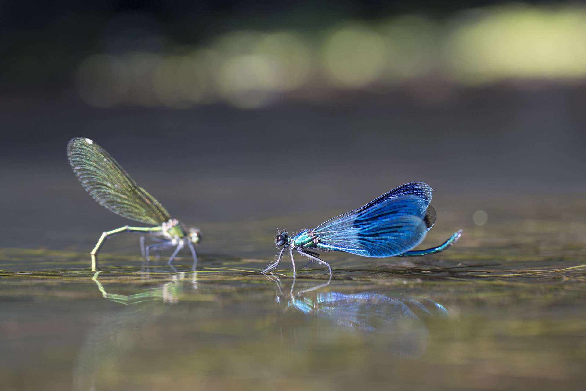 Gilles Martins photograph of a banded demoiselle (calopteryx splendens), France