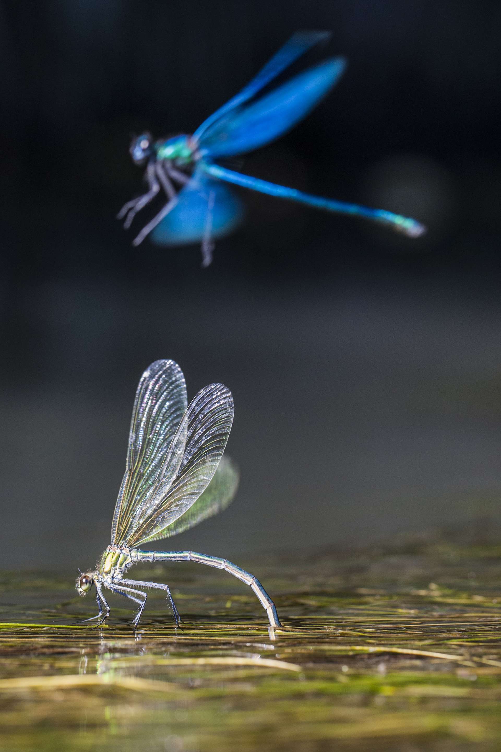 Photographie de Gilles Martin : caloptéryx éclatant (calopteryx splendens), France