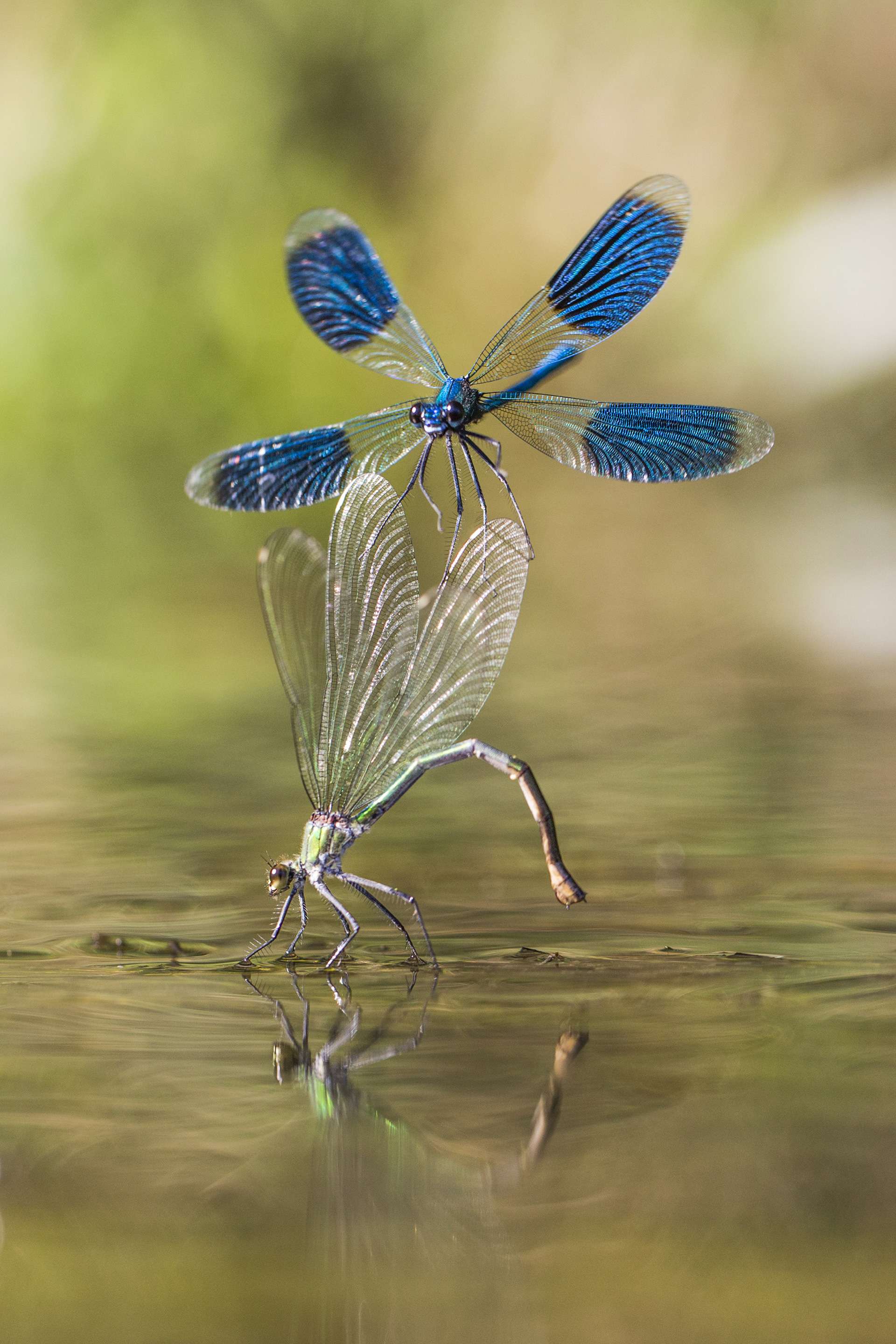 Gilles Martins photograph of a banded demoiselle (calopteryx splendens), France