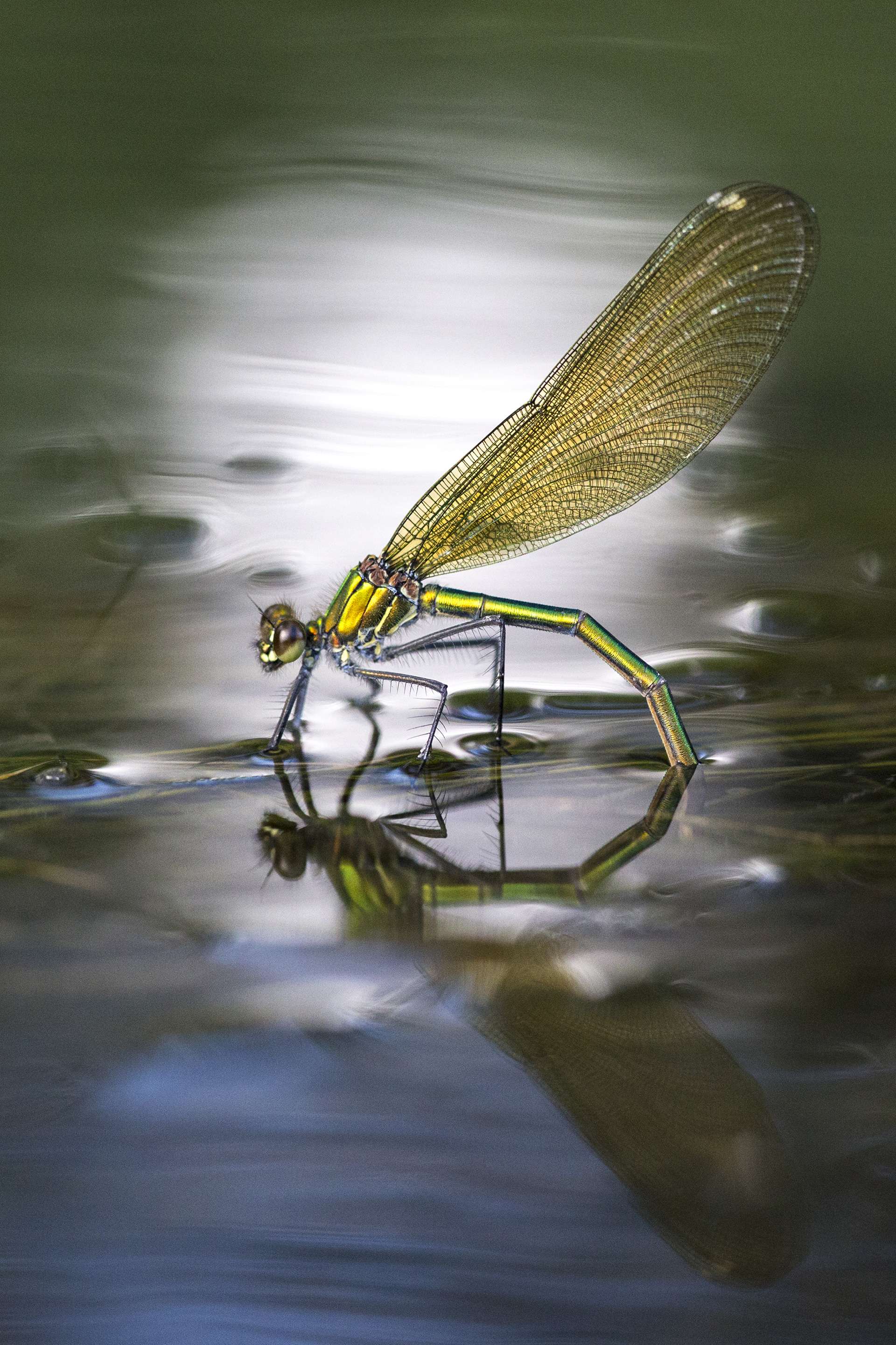 Gilles Martins photograph of a banded demoiselle (calopteryx splendens), France