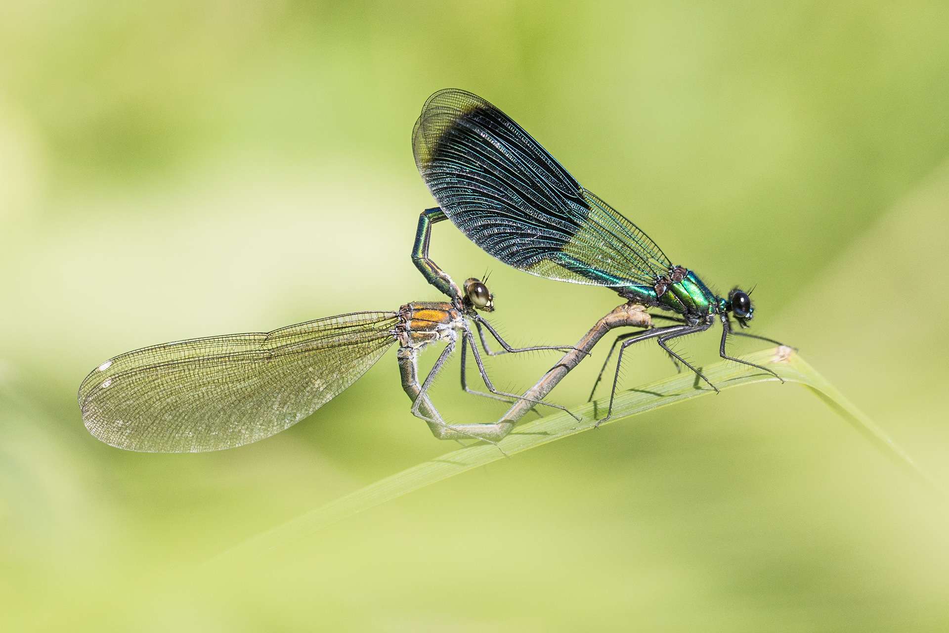 Gilles Martins photograph of a banded demoiselle (calopteryx splendens), France