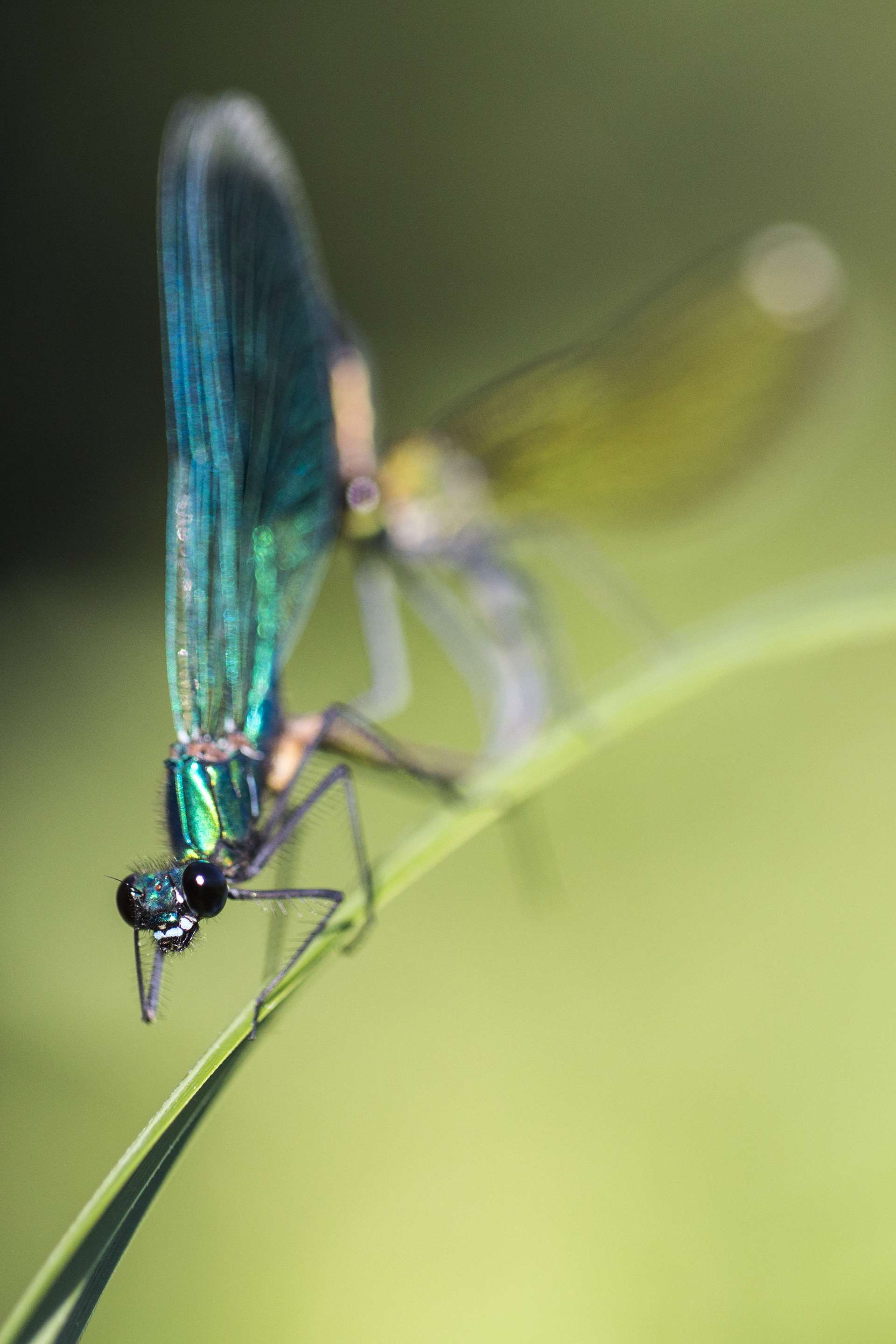 Gilles Martins photograph of a banded demoiselle (calopteryx splendens), France