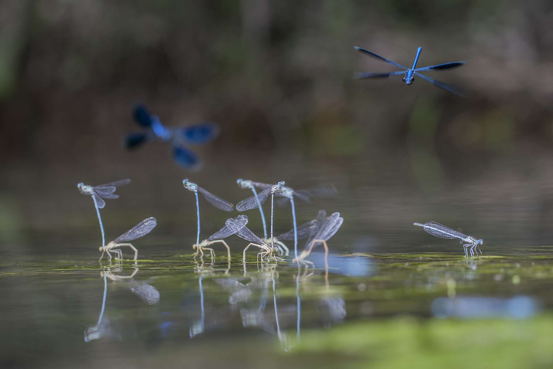 Gilles Martins photograph of a banded demoiselle (calopteryx splendens), France