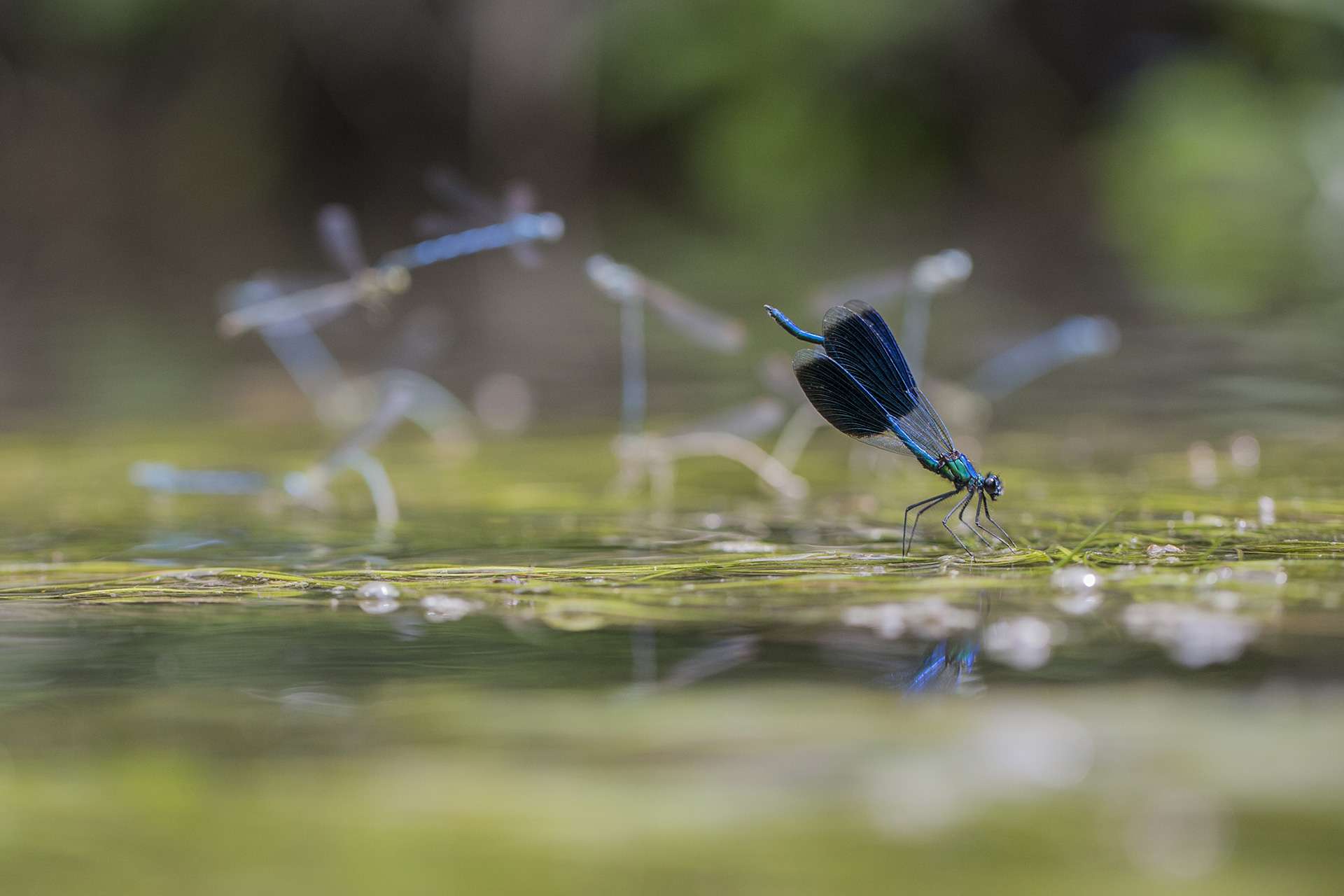 Gilles Martins photograph of a banded demoiselle (calopteryx splendens), France