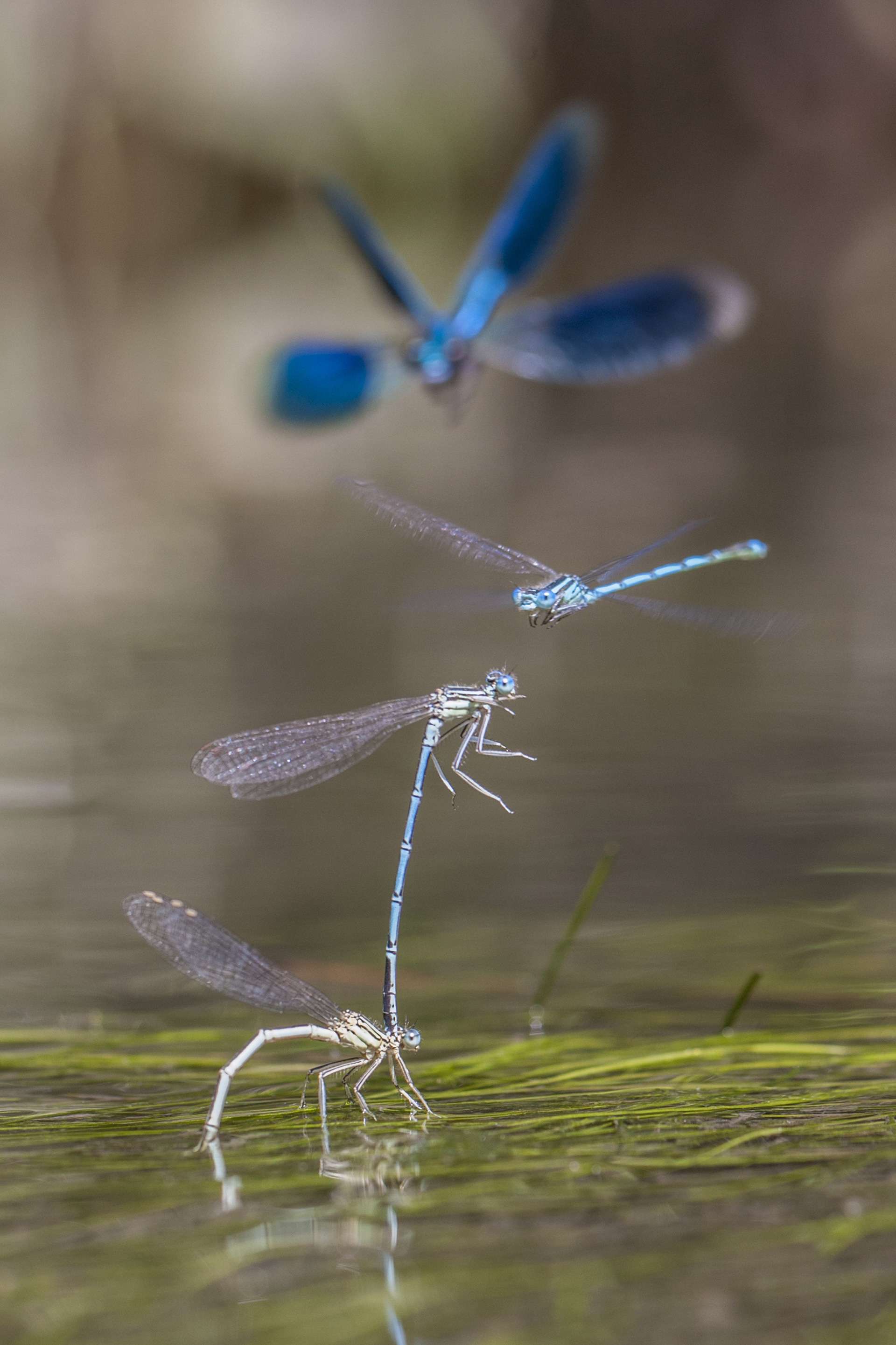 Gilles Martins photograph of a banded demoiselle (calopteryx splendens), France