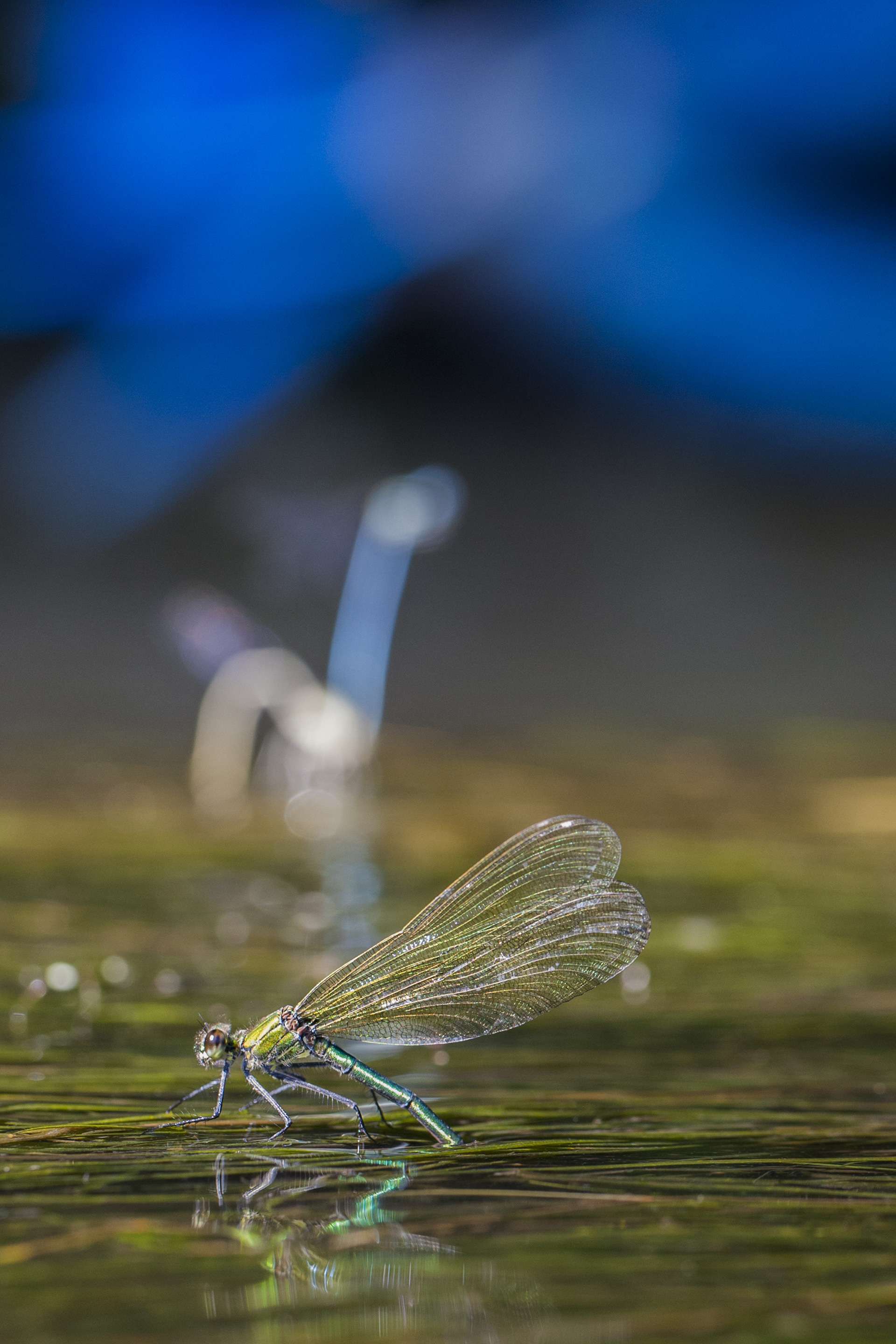 Gilles Martins photograph of a banded demoiselle (calopteryx splendens), France