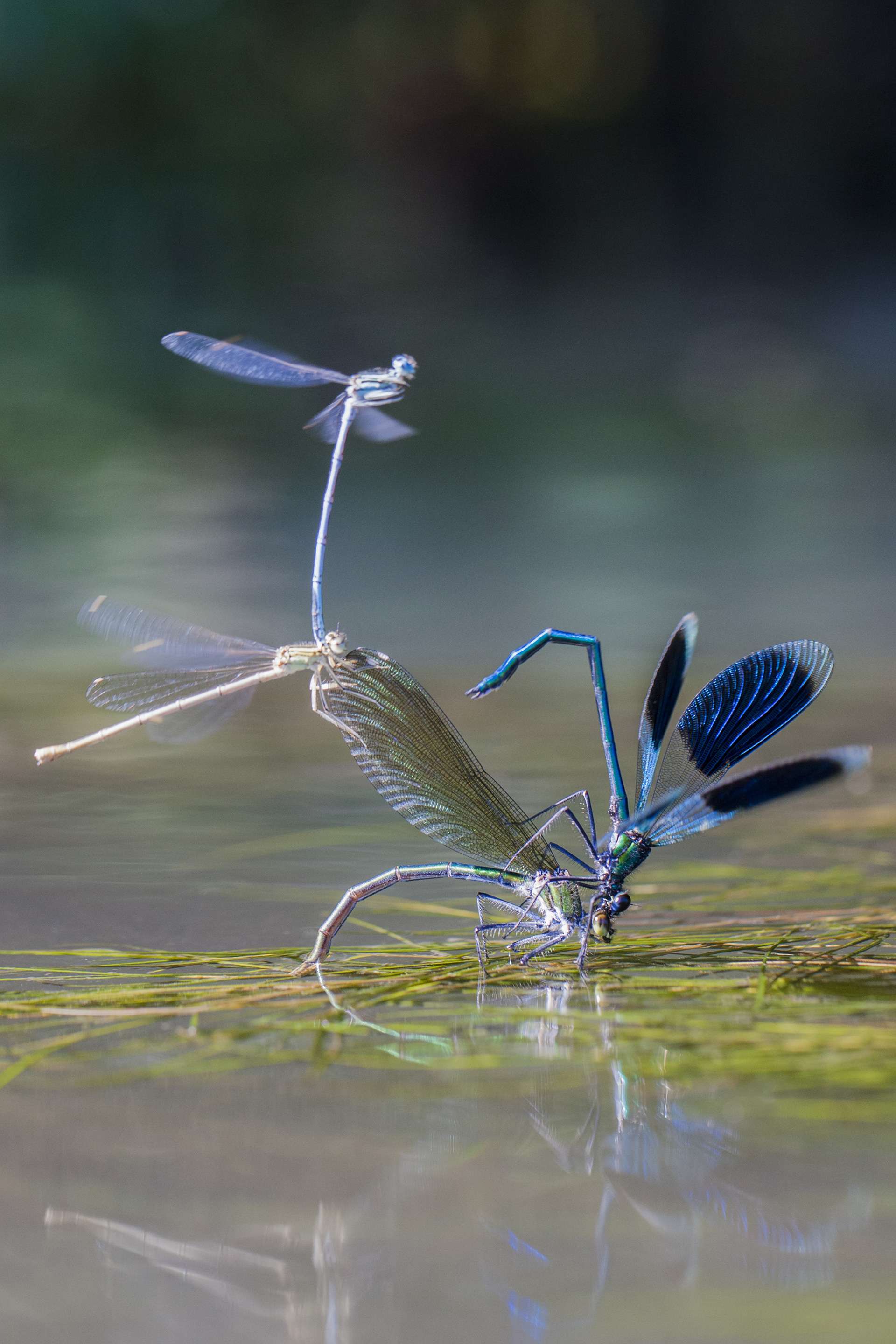 Gilles Martins photograph of a banded demoiselle (calopteryx splendens), France