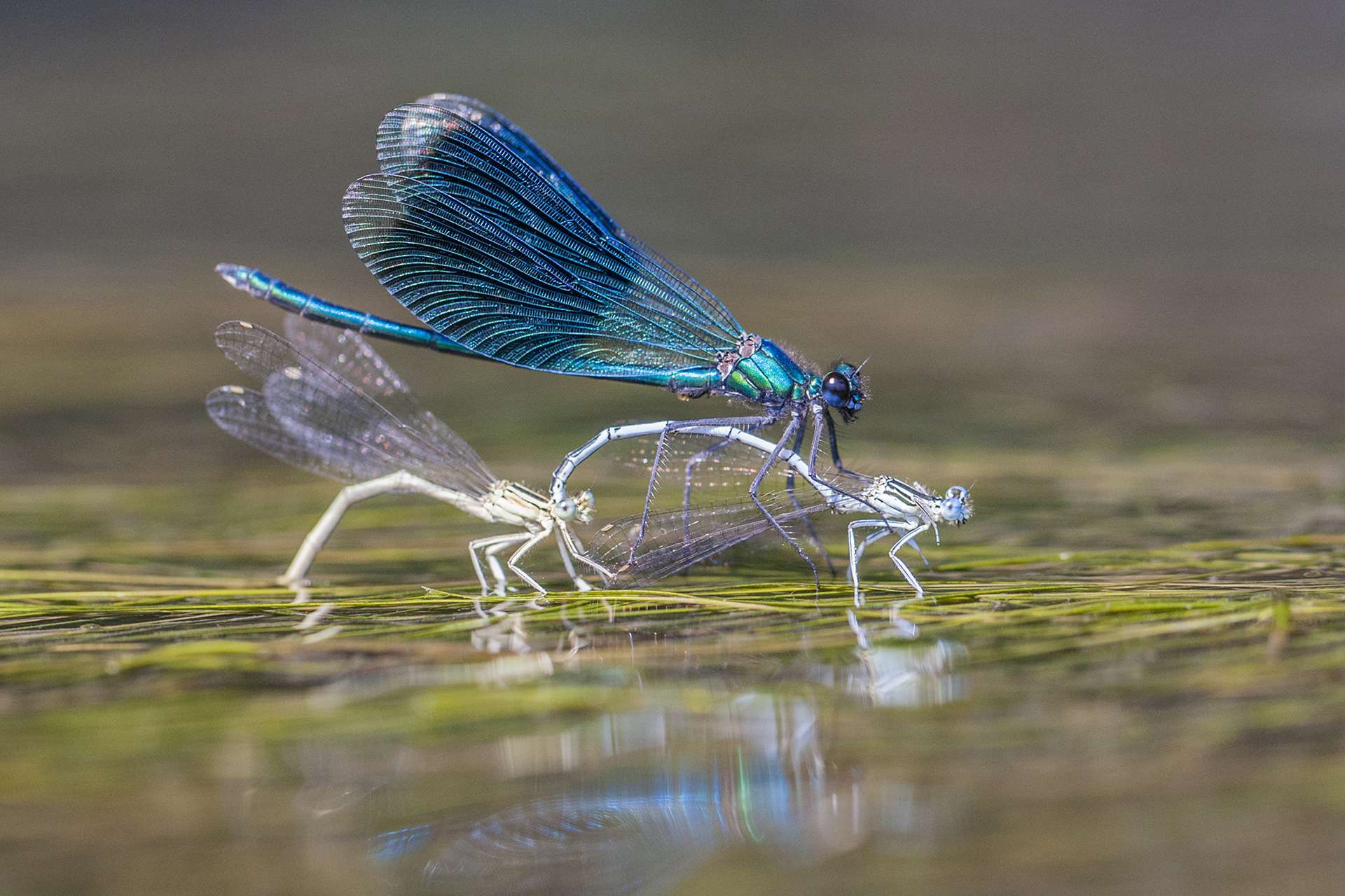 Gilles Martins photograph of a banded demoiselle (calopteryx splendens), France