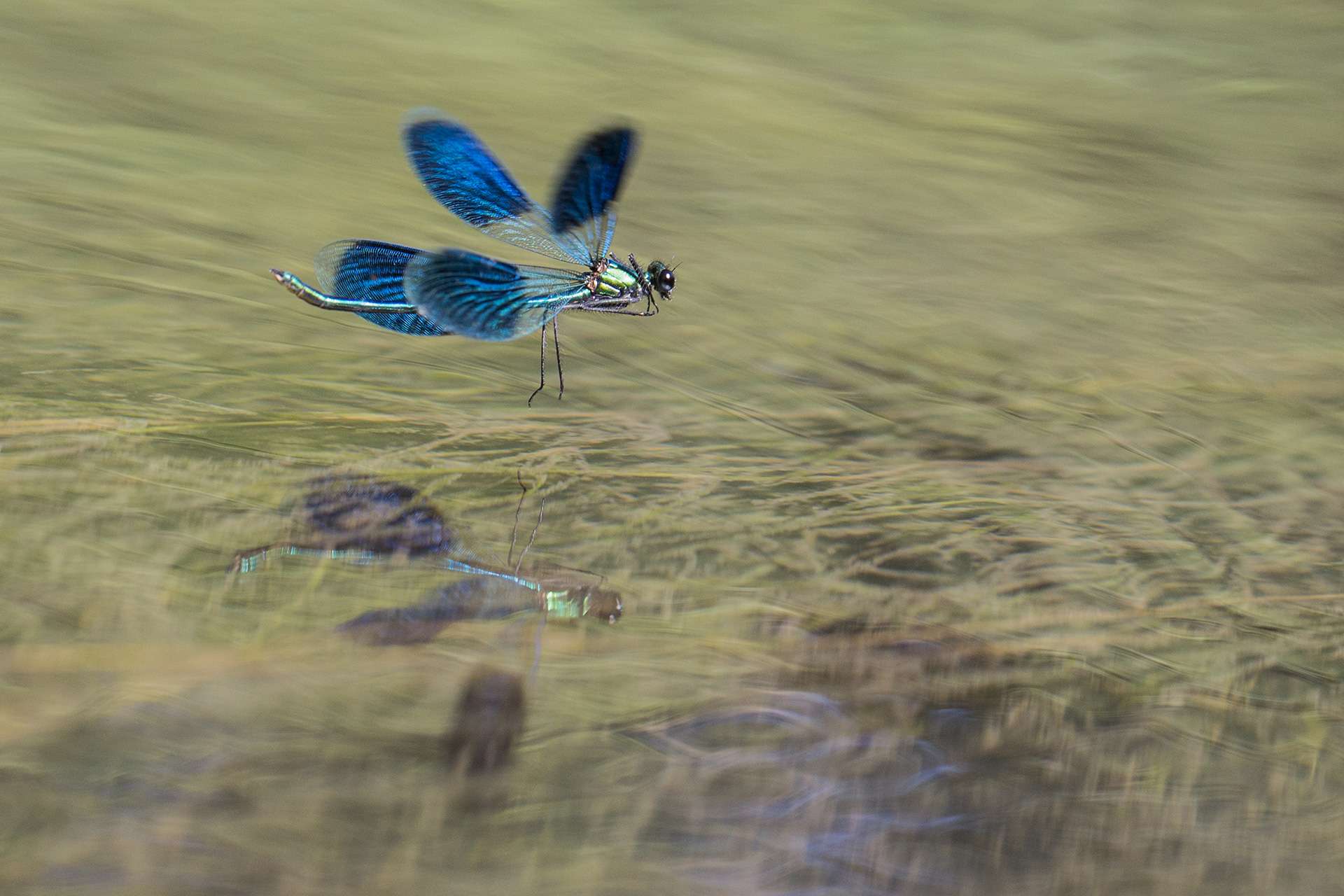 Gilles Martins photograph of a banded demoiselle (calopteryx splendens), France