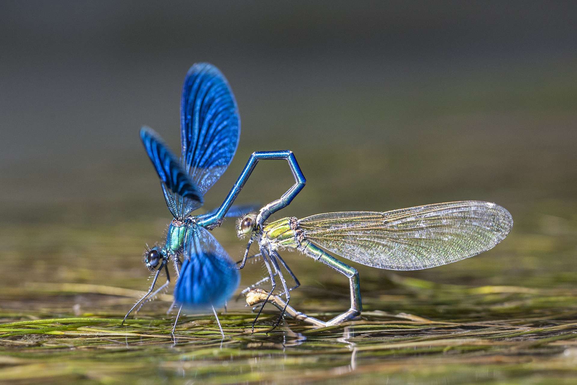 Gilles Martins photograph of a banded demoiselle (calopteryx splendens), France