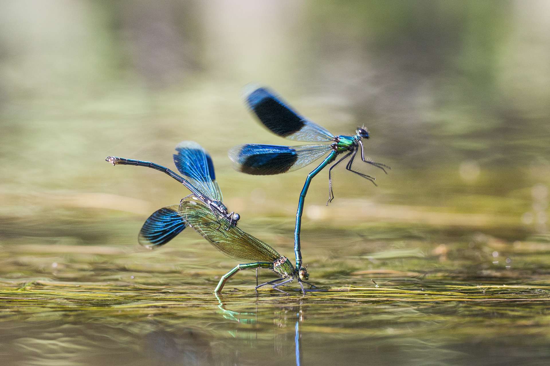 Gilles Martins photograph of a banded demoiselle (calopteryx splendens), France