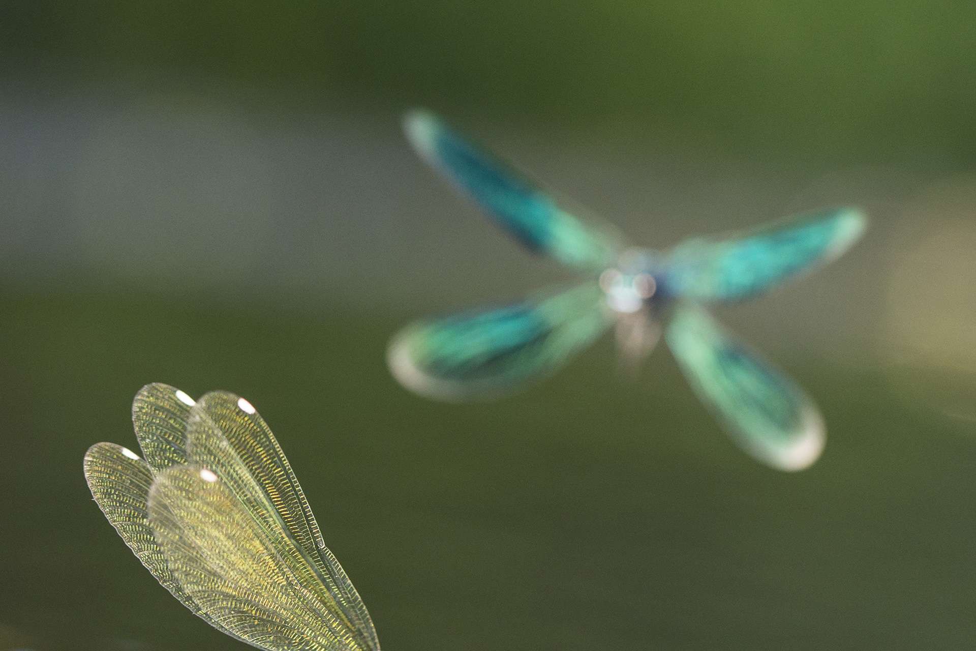 Gilles Martins photograph of a banded demoiselle (calopteryx splendens), France