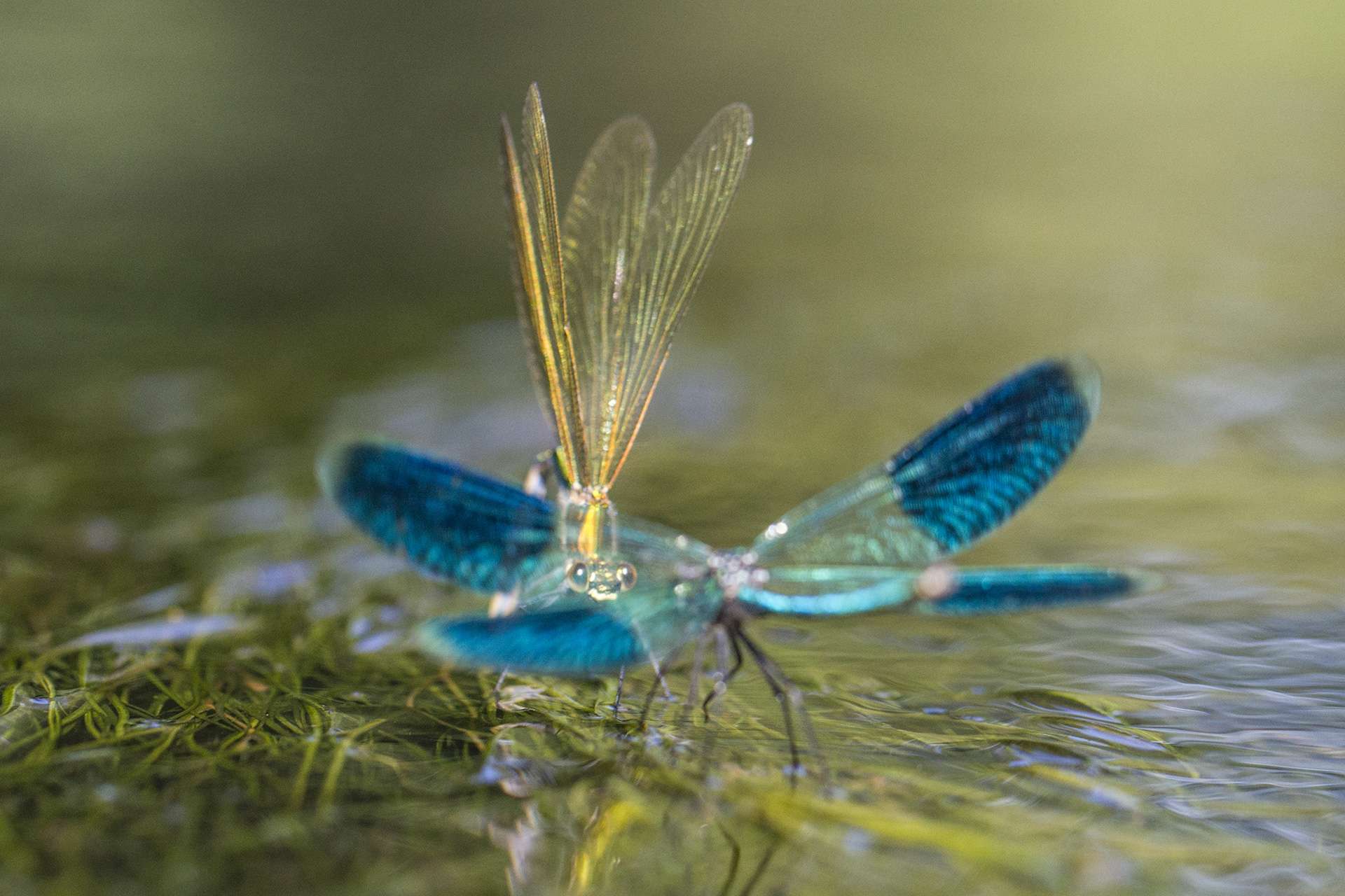 Gilles Martins photograph of a banded demoiselle (calopteryx splendens), France