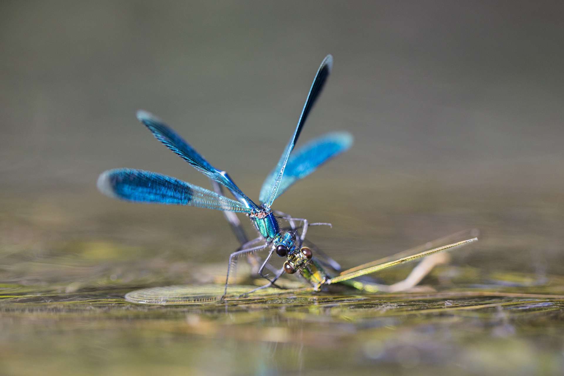 Gilles Martins photograph of a banded demoiselle (calopteryx splendens), France