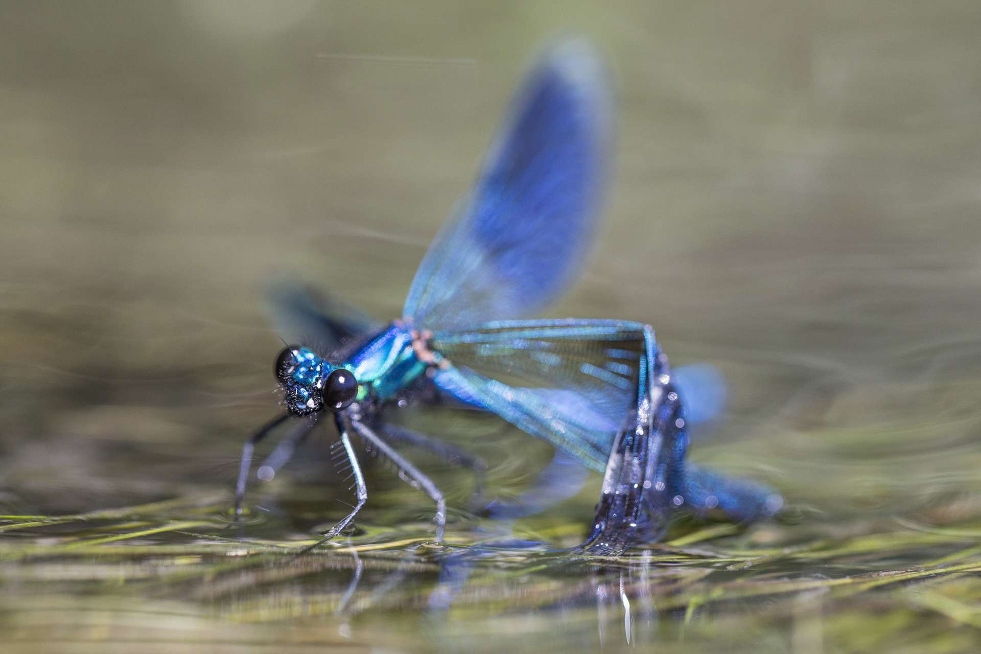 Gilles Martins photograph of a banded demoiselle (calopteryx splendens), France