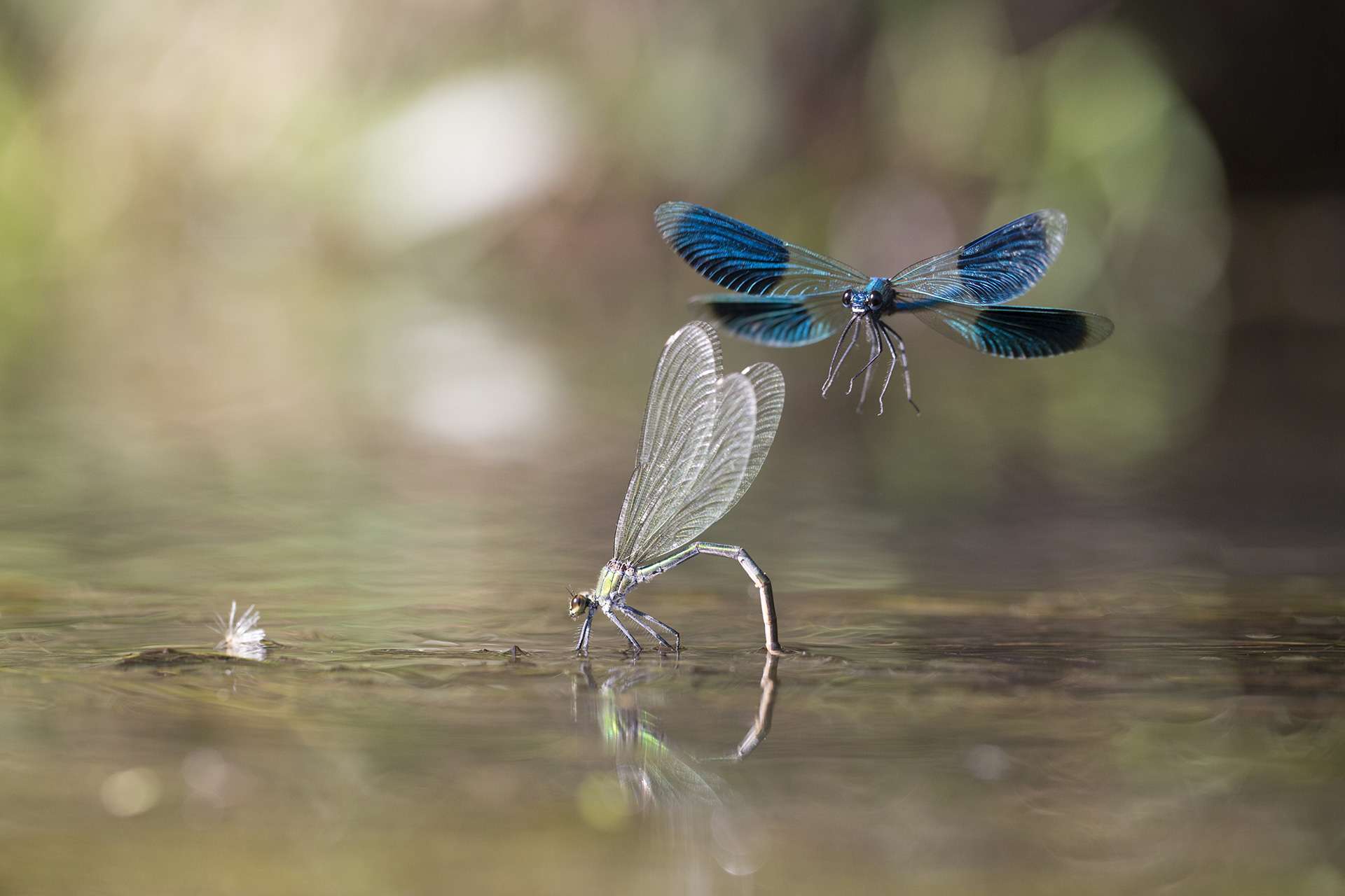 Gilles Martins photograph of a banded demoiselle (calopteryx splendens), France