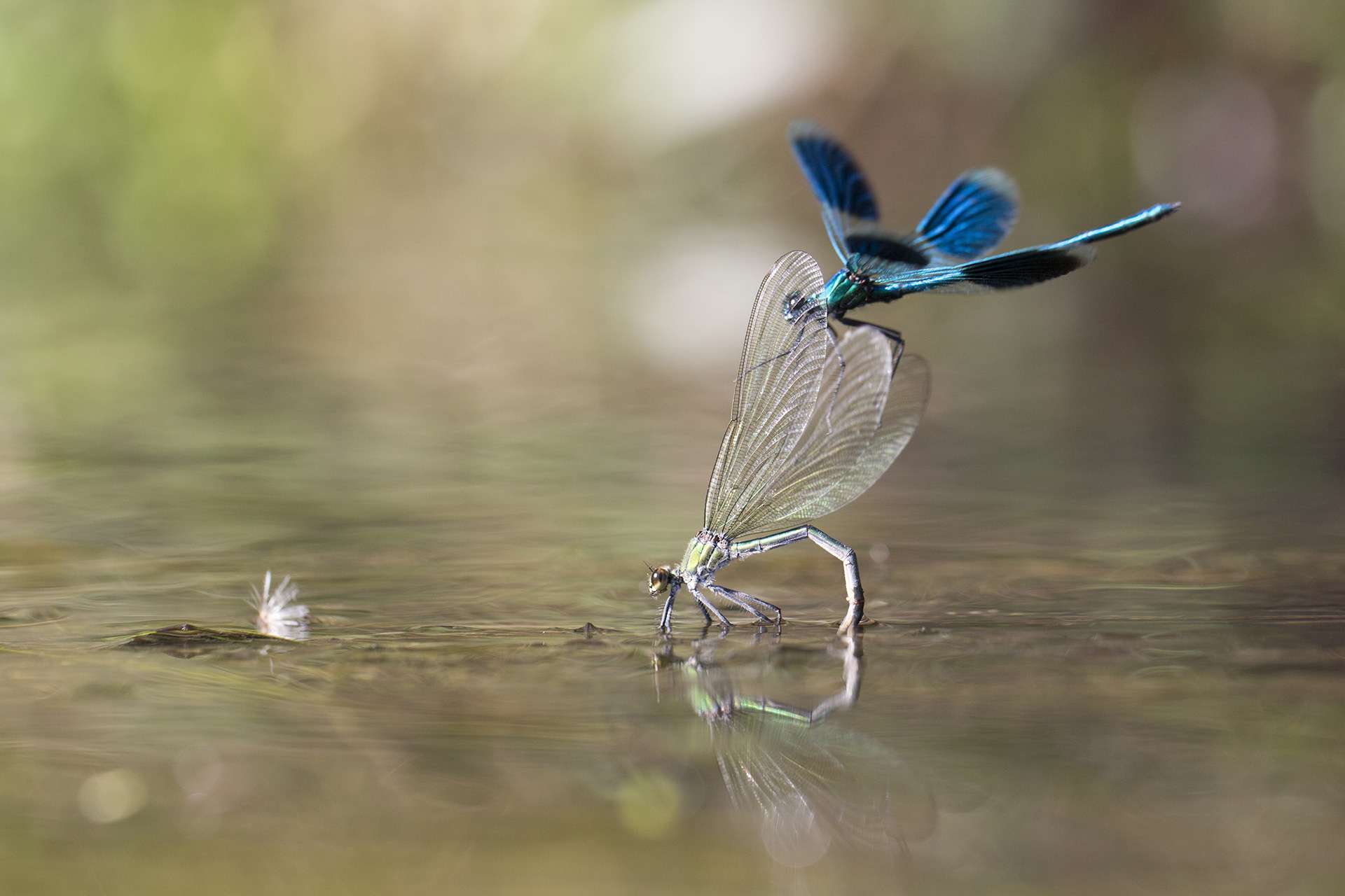 Gilles Martins photograph of a banded demoiselle (calopteryx splendens), France