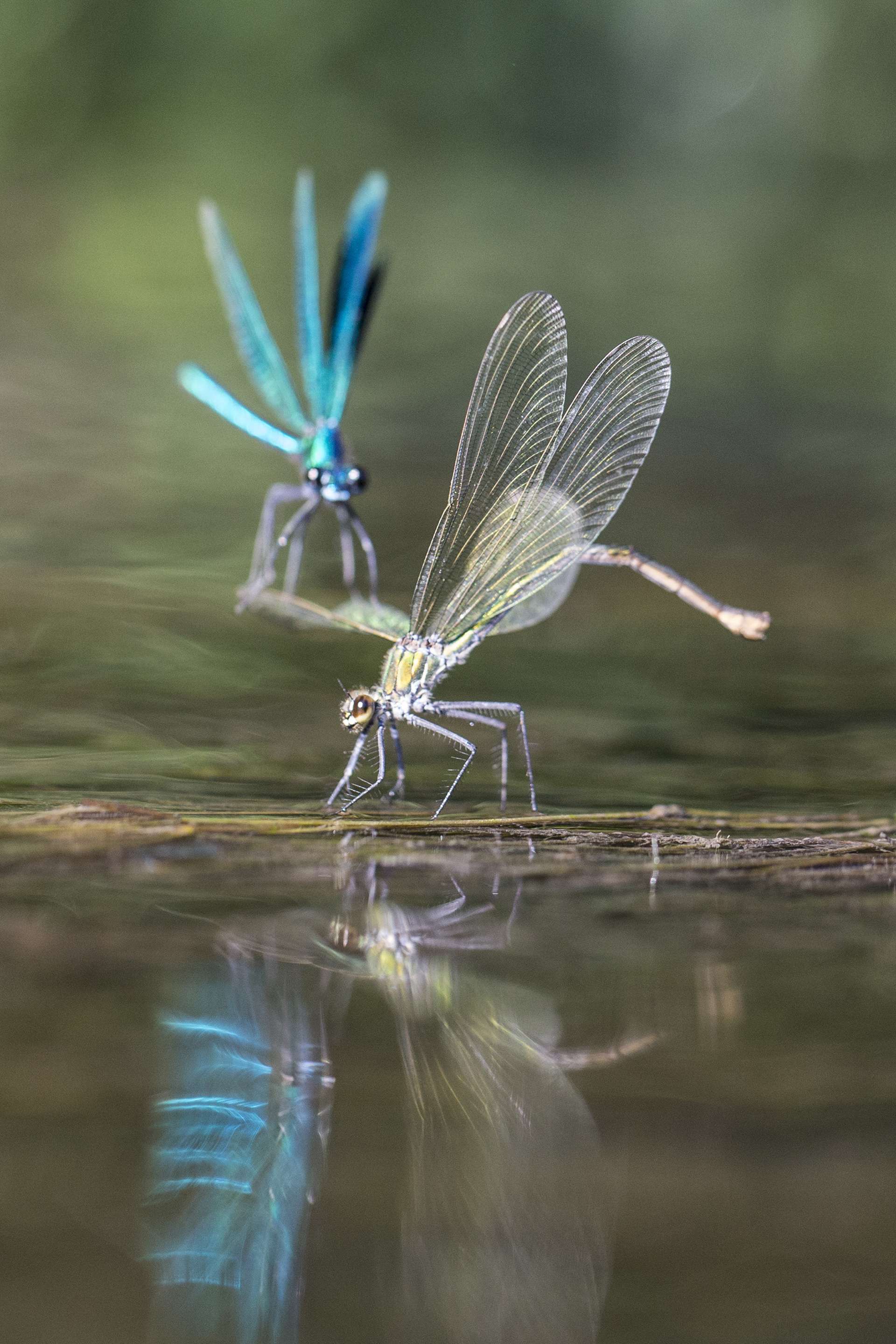 Photographie de Gilles Martin : caloptéryx éclatant (calopteryx splendens), France