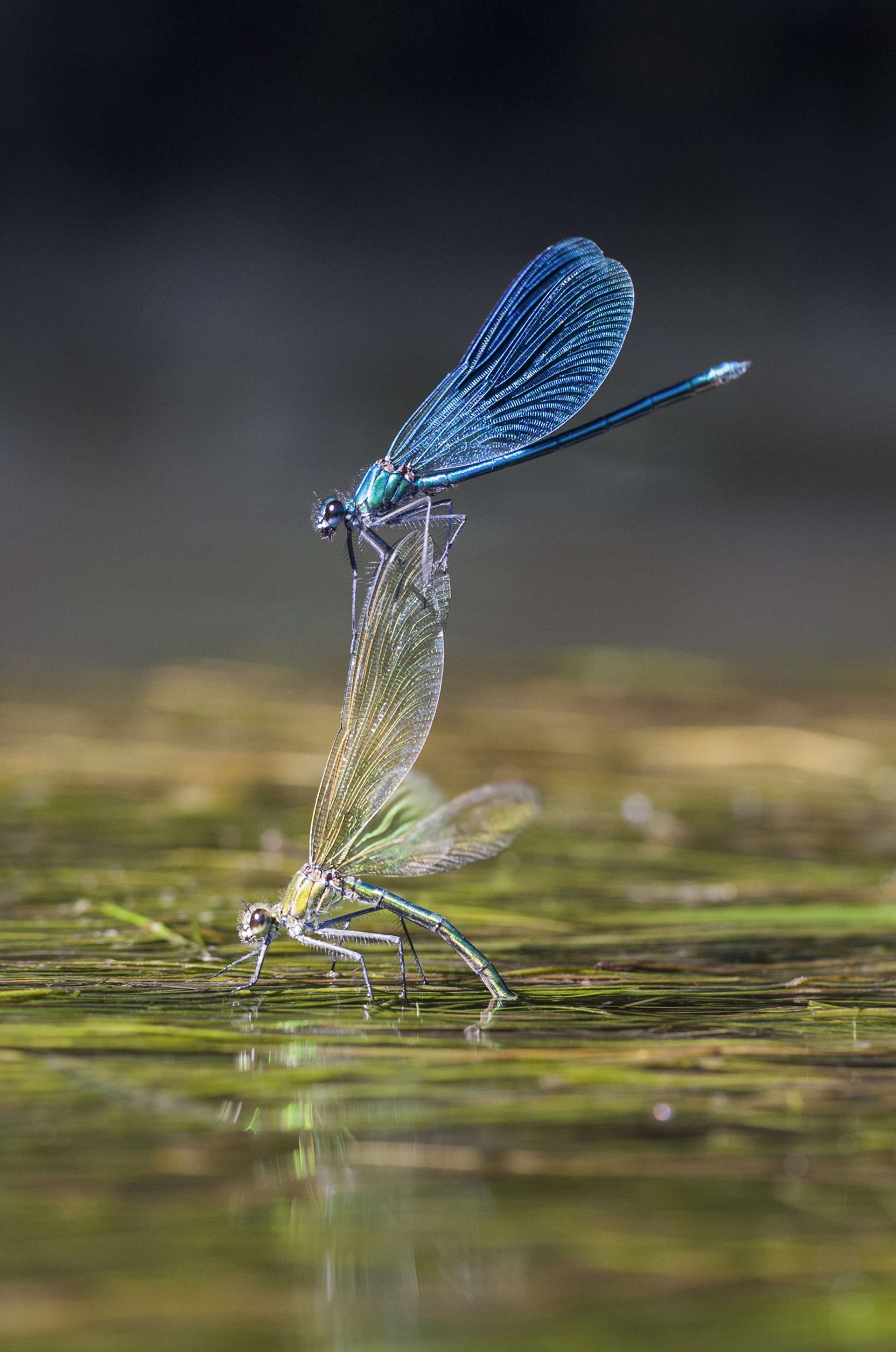 Gilles Martins photograph of a banded demoiselle (calopteryx splendens), France