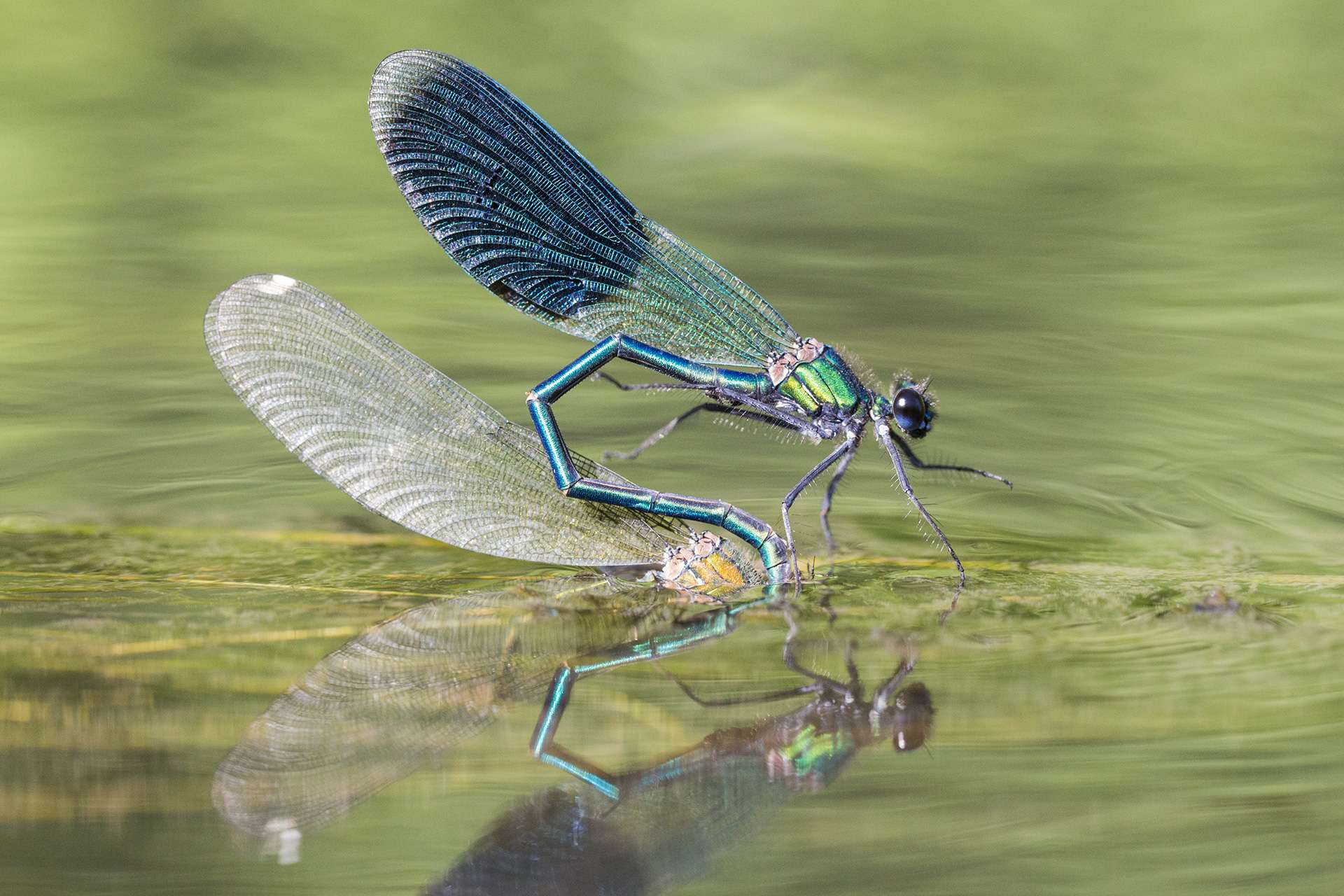 Gilles Martins photograph of a banded demoiselle (calopteryx splendens), France