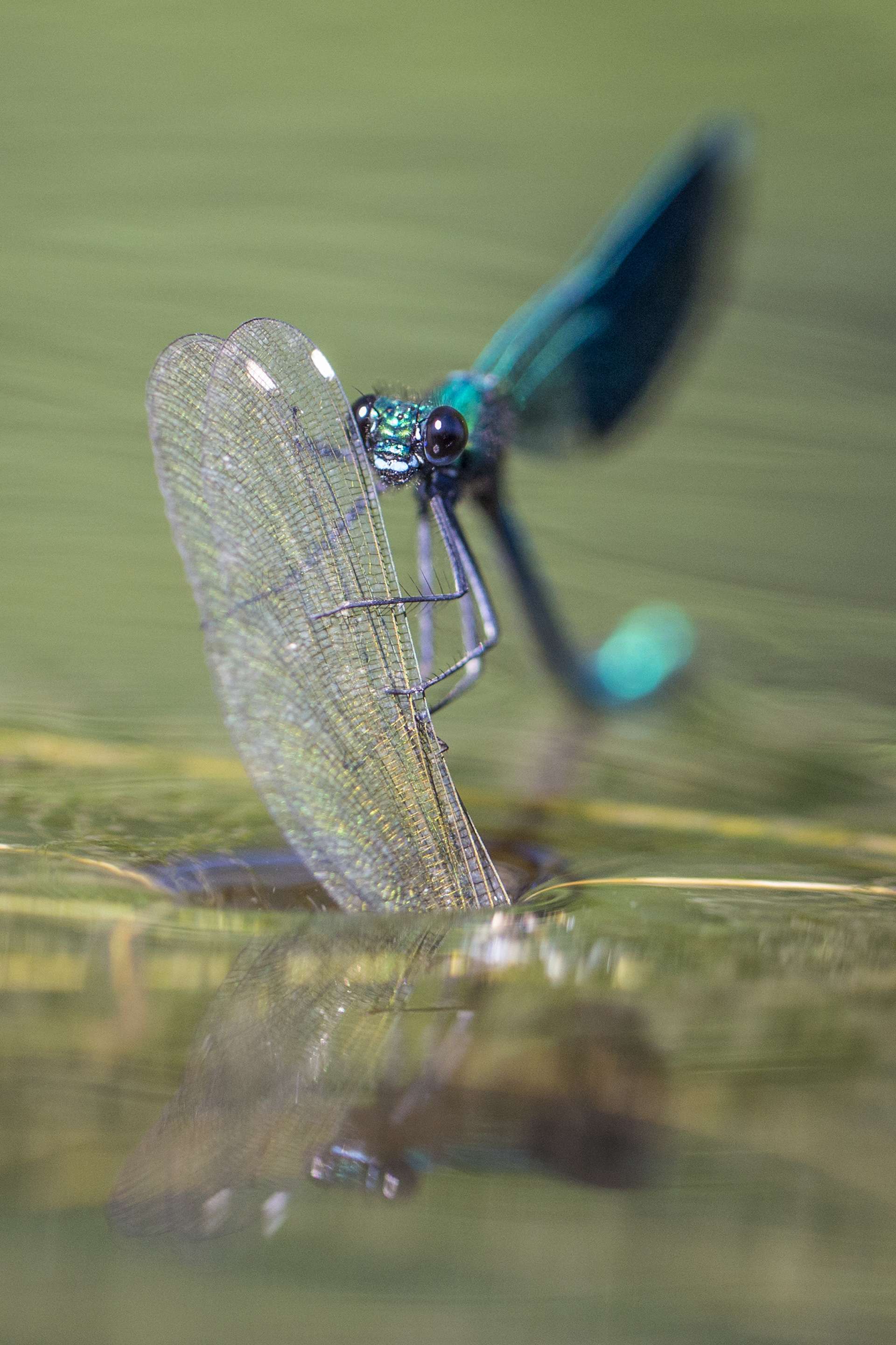 Gilles Martins photograph of a banded demoiselle (calopteryx splendens), France