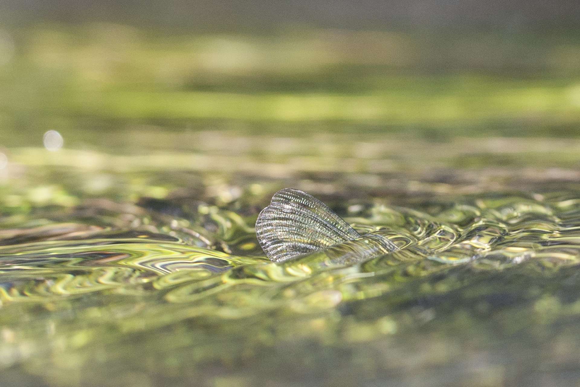 Gilles Martins photograph of a banded demoiselle (calopteryx splendens), France