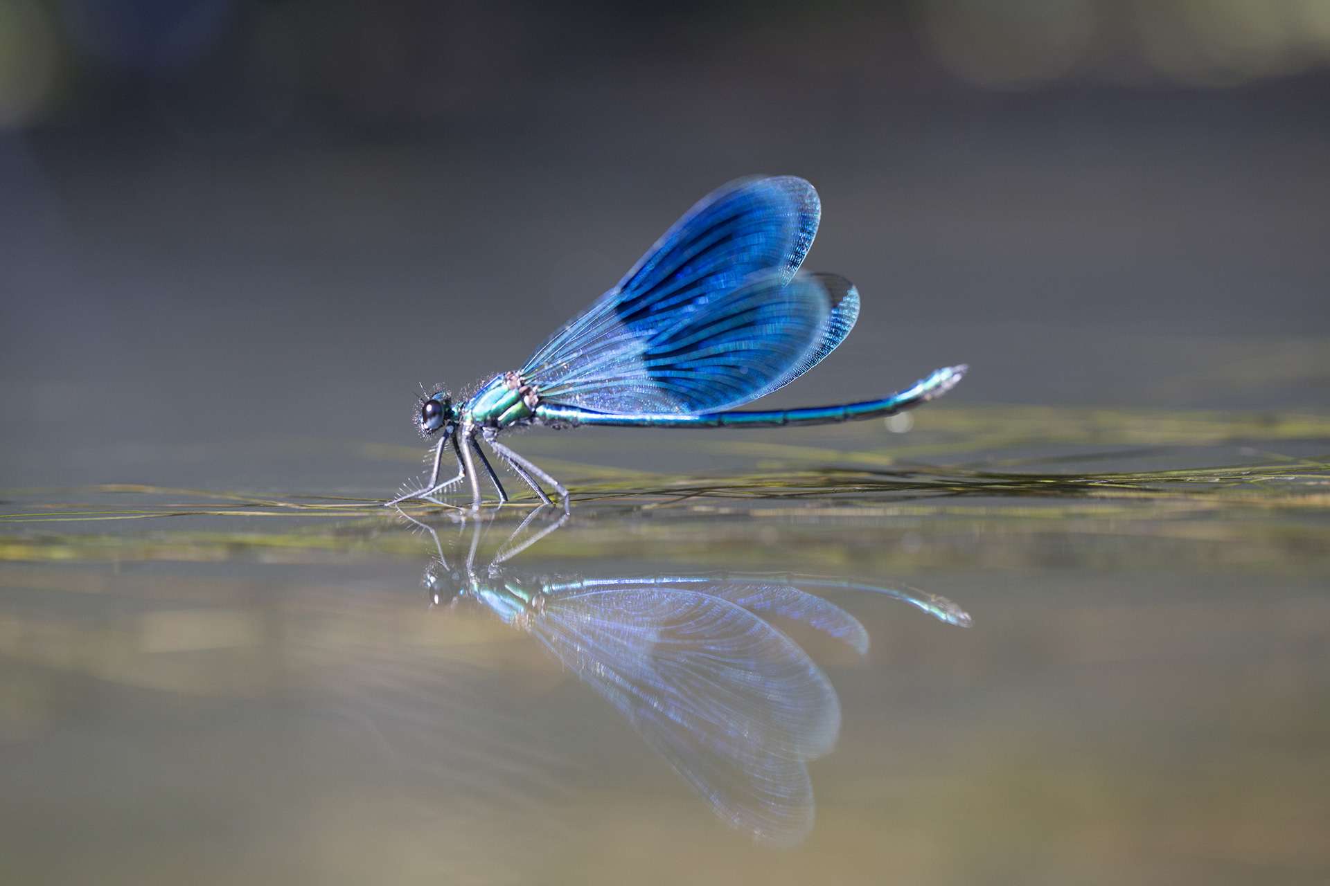 Gilles Martins photograph of a banded demoiselle (calopteryx splendens), France