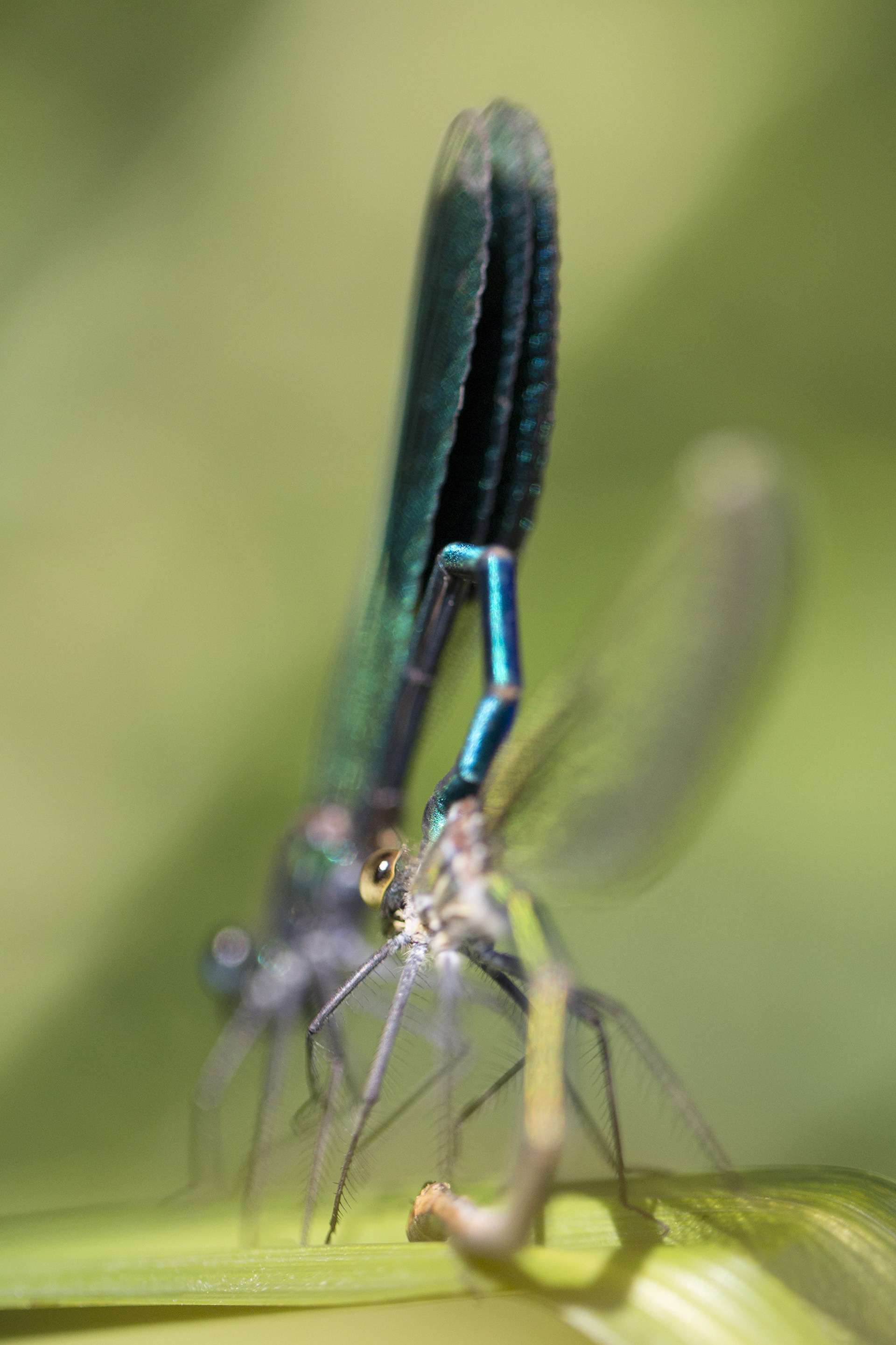 Gilles Martins photograph of a banded demoiselle (calopteryx splendens), France