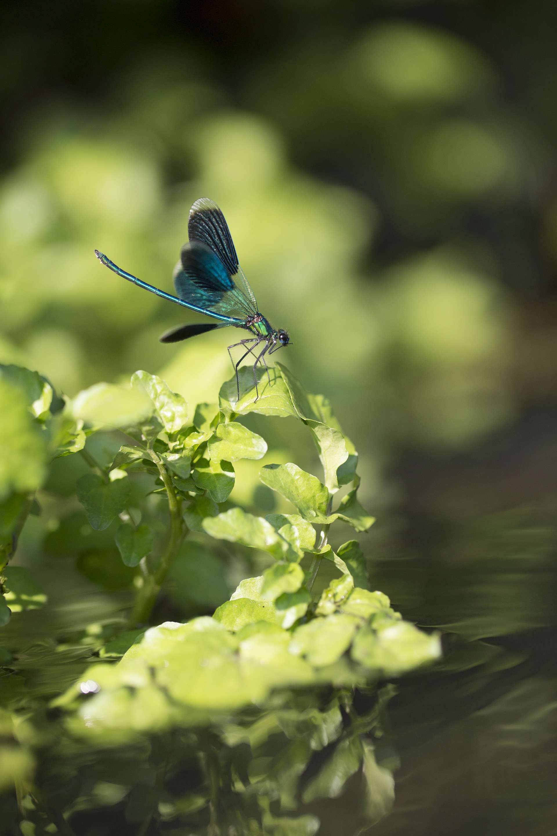 Gilles Martins photograph of a banded demoiselle (calopteryx splendens), France