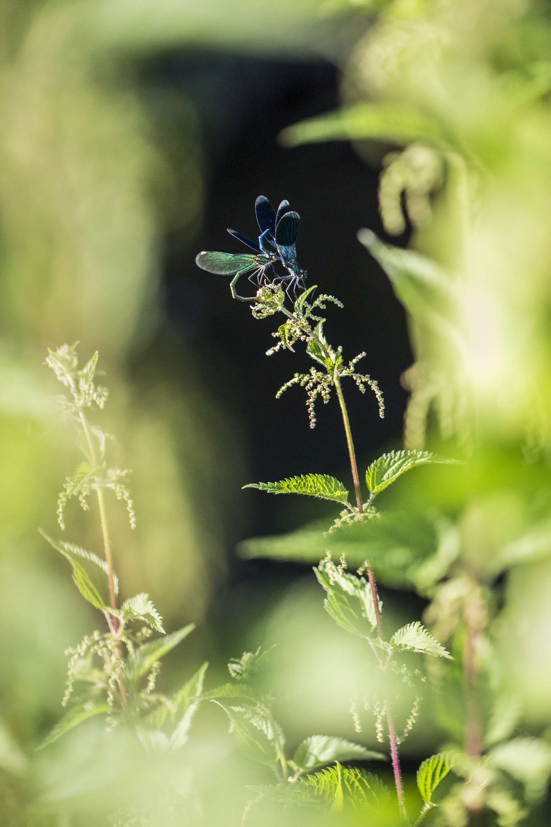 Gilles Martins photograph of a banded demoiselle (calopteryx splendens), France