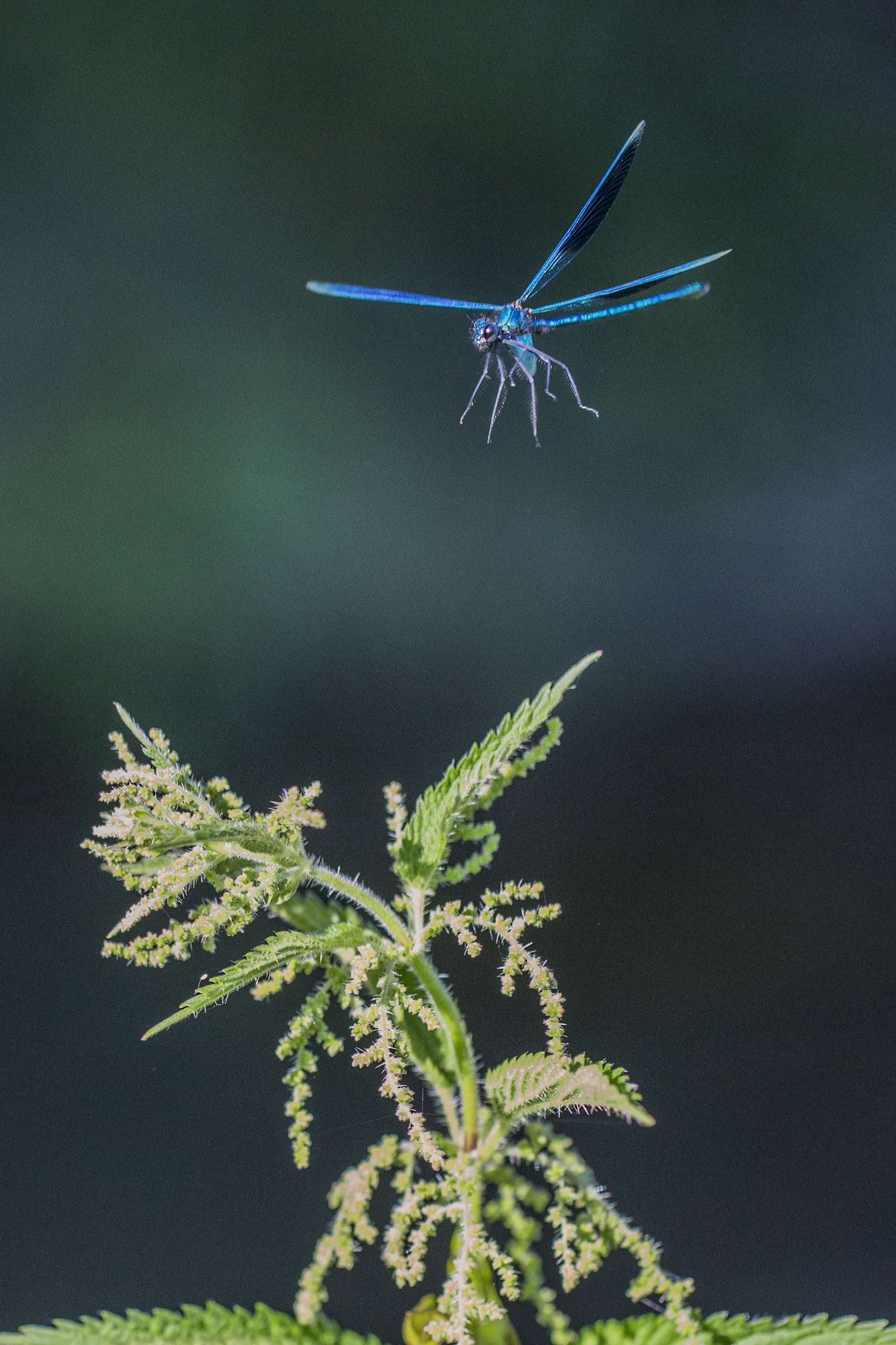 Gilles Martins photograph of a banded demoiselle (calopteryx splendens), France