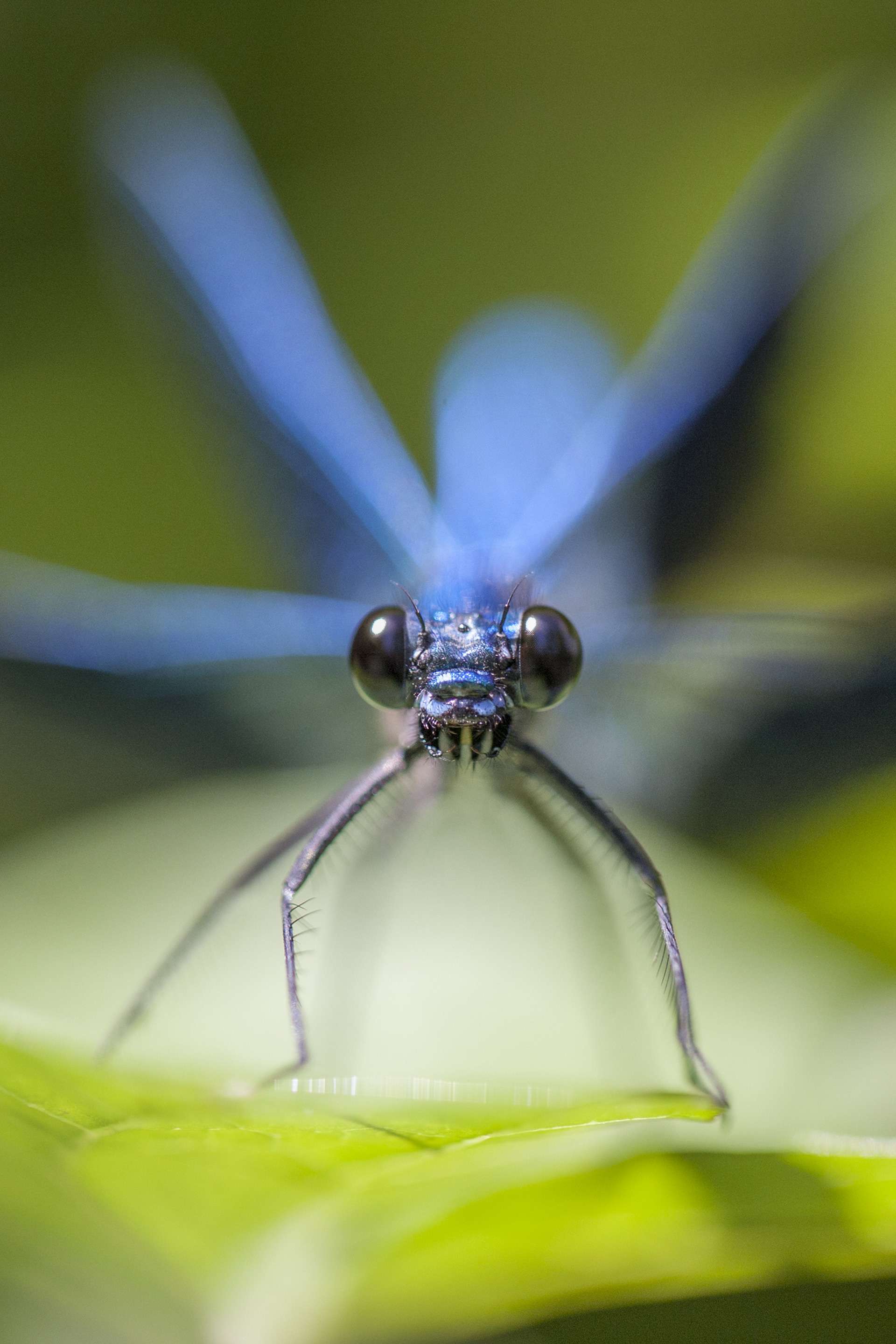 Gilles Martins photograph of a banded demoiselle (calopteryx splendens), France