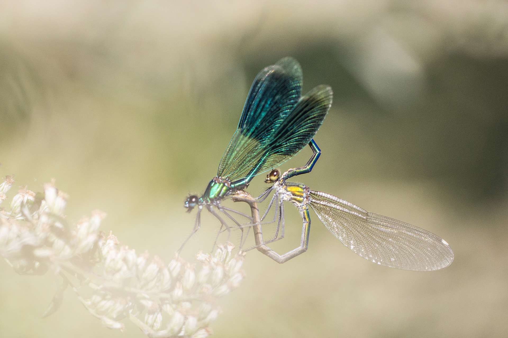 Gilles Martins photograph of a banded demoiselle (calopteryx splendens), France