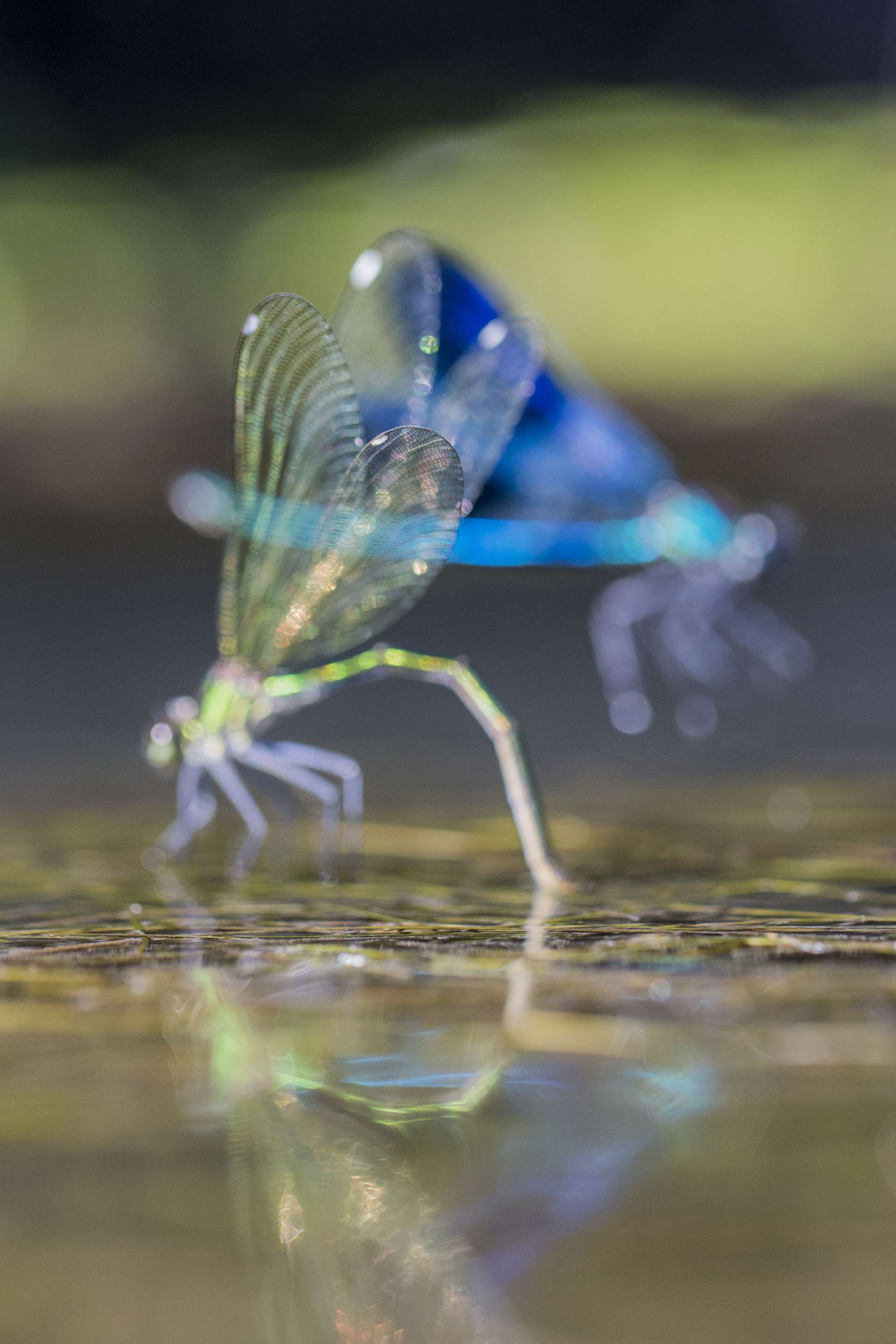 Photographie de Gilles Martin : caloptéryx éclatant (calopteryx splendens), France