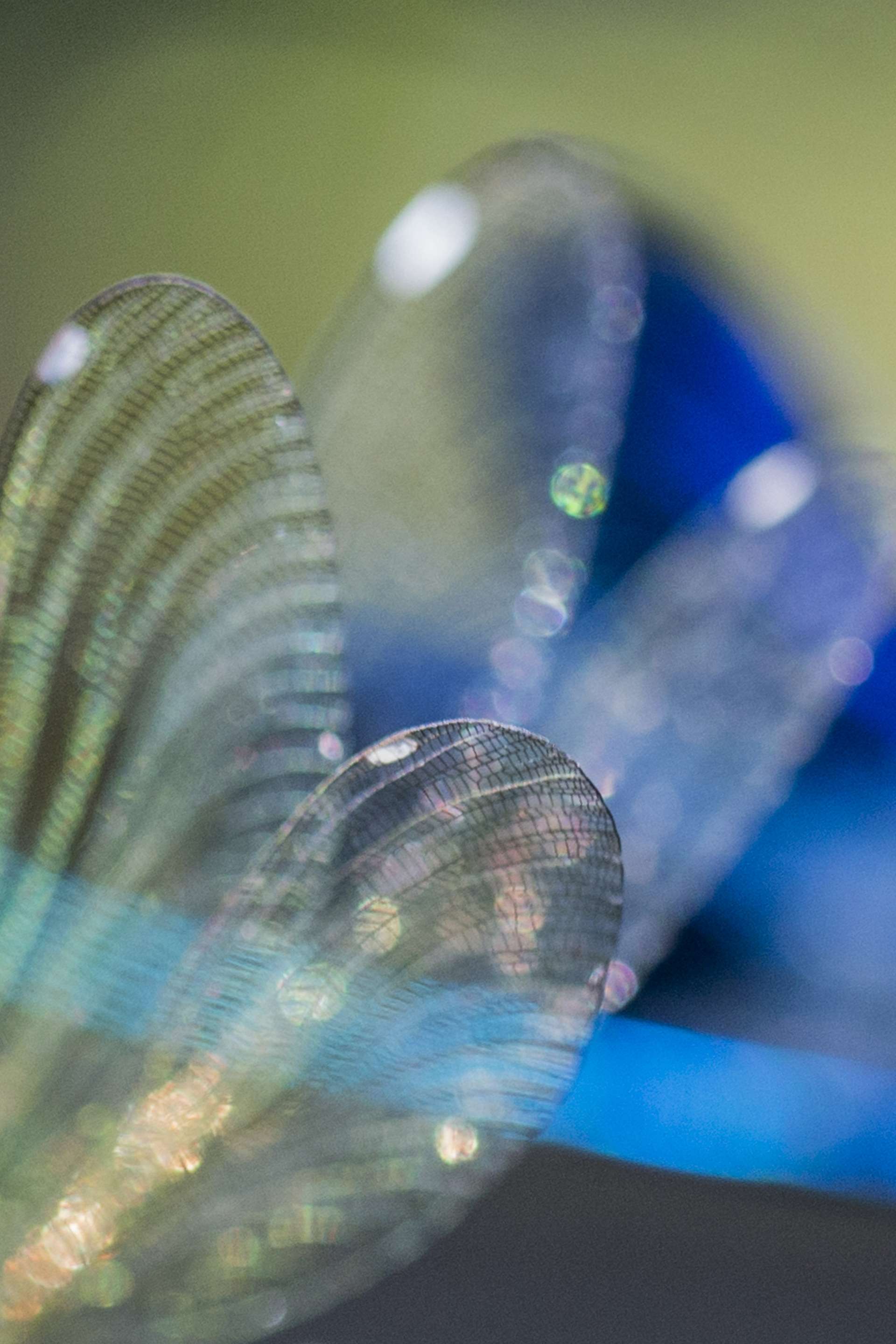 Gilles Martins photograph of a banded demoiselle (calopteryx splendens), France